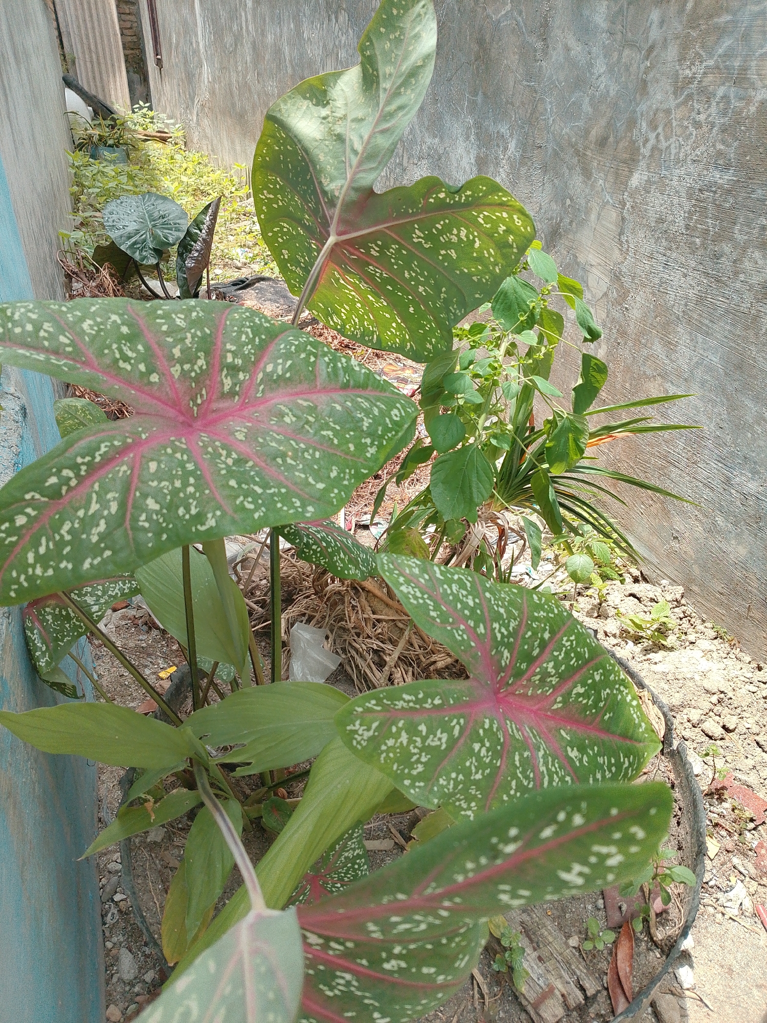 In Bakaran Batu, Indonesia, a close-up, eye-level outdoor shot focuses on several large-leafed plants with distinctive green leaves speckled with white and prominent pink veins radiating from the center. These plants appear to be ornamental foliage, possibly Caladiums, and are situated in a dry, sandy area adjacent to a rough, gray concrete wall. The background reveals more greenery and the corner of a building with a light blue painted section. The scene is lit by natural sunlight, casting shadows and highlighting the textures of the leaves and the wall. No people or animals are visible.