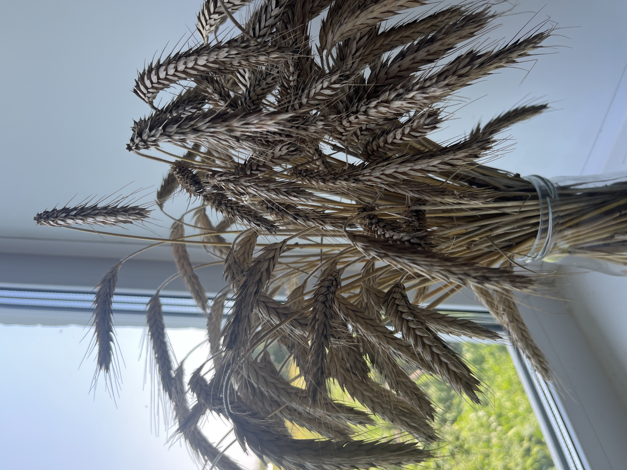 A close-up, vertical, eye-level shot features a bouquet of dried wheat stalks in a clear glass vase. The stalks, varying in length and color from light tan to dark brown, are arranged densely and spill out of the vase. Some stalks droop significantly, while others stand upright. The vase rests on a white windowsill. Beyond the window, a blurry green landscape is visible, suggesting an outdoor scene. The background inside the room is a plain white wall. The lighting suggests natural light, possibly from the window. No people or animals are present in the image. The location is specified as Большой Гондыр, Russia.