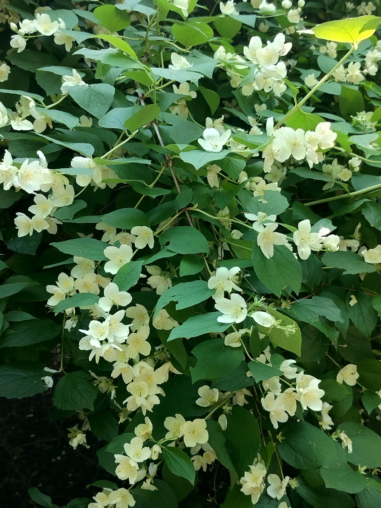 This image depicts a close-up view of a dense jasmine bush, showcasing numerous white blossoms and deep green leaves. The lighting suggests it is daytime, with some areas of bright sunlight illuminating the upper right portion of the foliage. The bush appears to be in a natural setting, possibly a garden or park, given the abundance of plant life. The focus is entirely on the flora, with no human presence or artificial structures visible. The scene is tranquil and evocative of a summer bloom. Without further information or context, the specific location within the city of Labinsk, Russia, cannot be determined from the image alone.