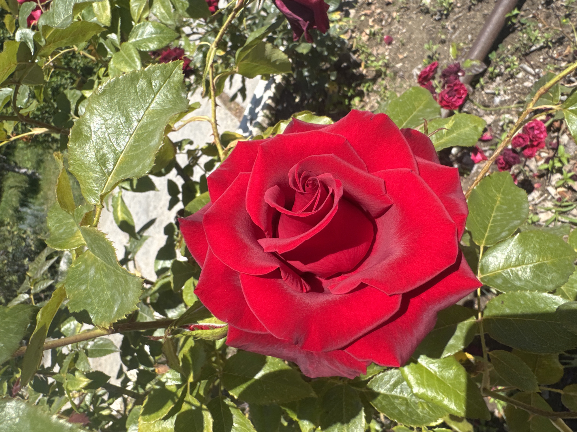 This is a close-up, eye-level, outdoor, daylight photograph of a vibrant red rose in full bloom. The rose is the central subject, occupying the majority of the frame. Its petals are tightly unfurled, revealing a spiraling pattern towards the center. The rose is surrounded by lush, green leaves, some of which are in sharp focus while others are blurred, indicating a shallow depth of field. Sunlight casts dappled shadows across the scene, highlighting the texture of the petals and leaves. In the background, out-of-focus elements include dirt, small reddish flowers, and what appears to be a grey concrete structure or pathway. A thin, brown stem, potentially thorny, extends from the left side of the frame, supporting the rose and its foliage. The overall impression is one of natural beauty and serene garden setting, likely in Koshkol', Kyrgyzstan, given the context.