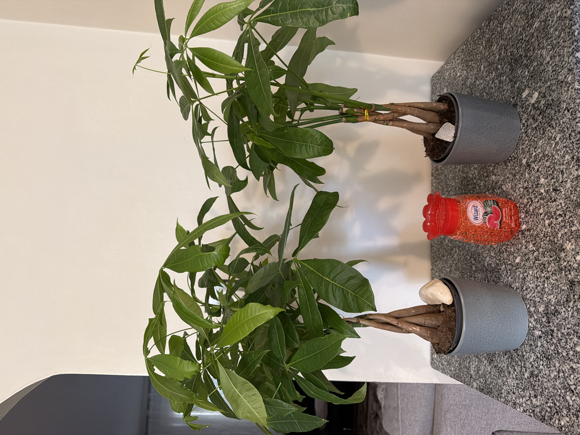 Two braided money trees in grey cylindrical pots are displayed on a speckled granite surface. The trees have lush green foliage. A red jar of "Wizard" air freshener, with a watermelon design, is positioned between the two plants. The background consists of a white wall and a hint of a gray sofa. The scene is indoors, with no indication of its specific location within Pittsburgh, United States of America, or any people present.