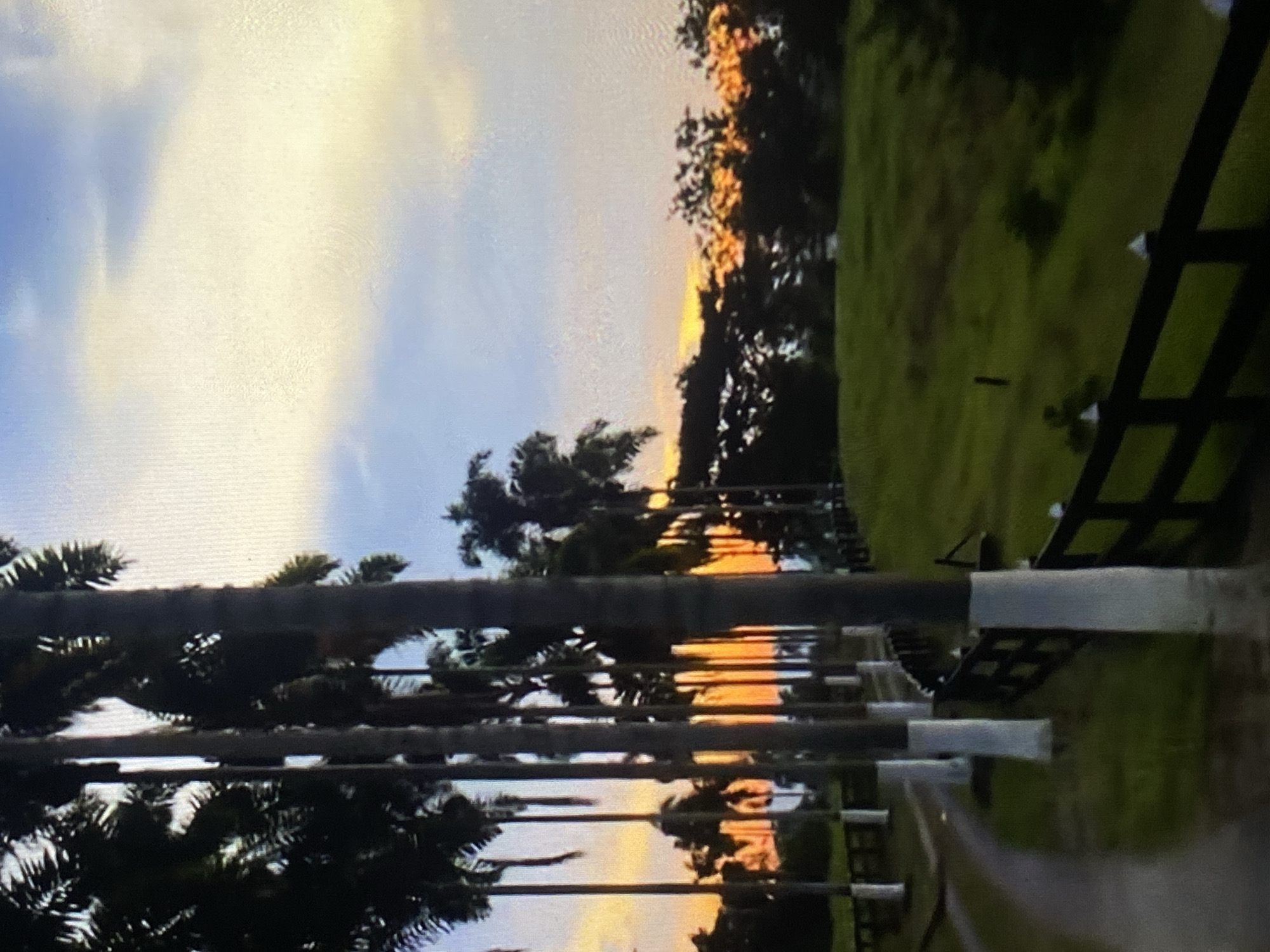 A rural landscape at sunset features a row of tall palm trees with dark trunks and green fronds. The lower portions of the palm trunks are painted white. A dark wooden fence with white caps runs along a grassy slope. A winding paved road curves away from the viewer, bordered by grass and palm trees. In the distance, trees are silhouetted against a sky filled with warm hues of orange, yellow, and blue, indicating the setting sun. The scene evokes a tranquil, possibly agricultural or residential setting, consistent with the outskirts of Tinaquillo, Venezuela.