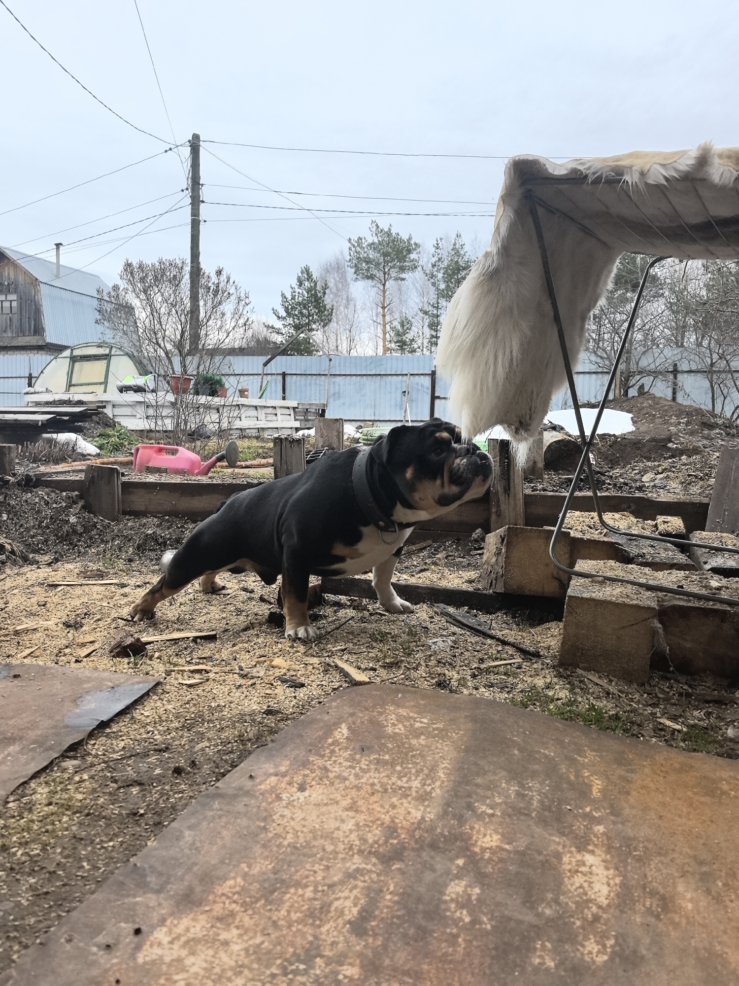 The photograph, taken in what appears to be a backyard in Noviy, Russia, features a black, brown, and white bulldog wearing a gray collar. The dog is positioned in a playful stretch, with its front legs extended forward and hind legs back. The ground is covered in wood shavings and scattered debris, including pieces of rusted metal sheeting. In the background, there are remnants of snow, wooden structures, and a pink watering can. A white fur covering hangs from a metal frame next to the dog. Beyond the immediate yard, a wooden house, bare trees, and a utility pole with overhead wires are visible against an overcast sky. The setting suggests a rural or semi-rural area.