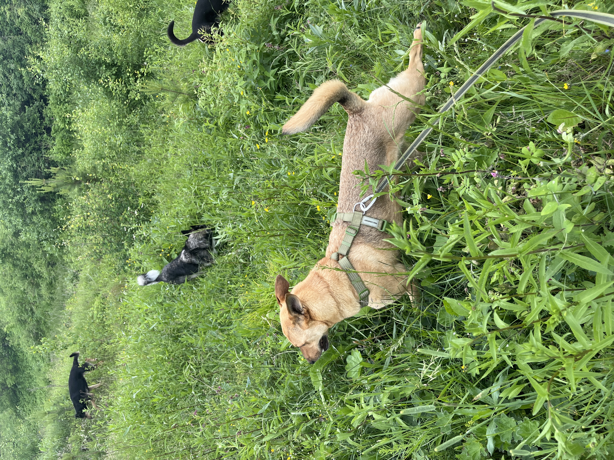 This image captures a group of dogs in a lush, green, overgrown field under an overcast sky. The foreground is dominated by a tan-colored dog wearing a green harness and leash, partially obscured by tall grass and wildflowers. This dog is looking to the left, with its ears perked. Behind this dog, further into the field, are at least three other dogs. One is a black and tan dog, which appears to be sniffing the ground. Another is a black and white husky-like dog, seen from the rear, with a distinctive white ruff around its neck. A third, solid black dog is partially visible in the background on the right. The environment is dense with a variety of green plants, including tall grasses, leafy plants, and small yellow wildflowers. The background consists of a dense line of trees and bushes. The overall impression is a natural, untamed landscape. The image does not contain any elements that would suggest a specific location within the city of Nizhny Tagil, Russia.