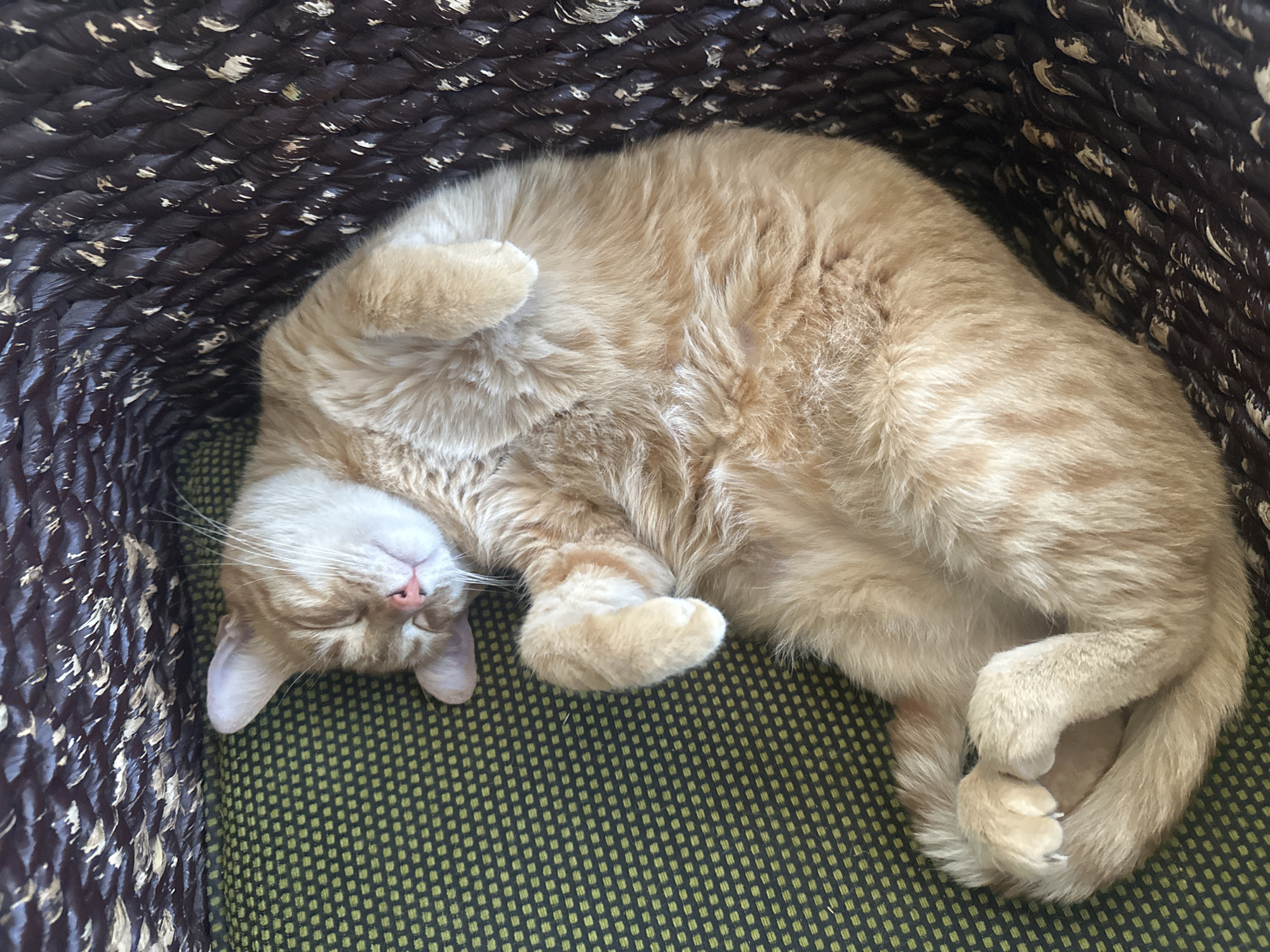 A ginger tabby cat is curled up asleep in a woven basket. The basket is lined with a green fabric with a small, repetitive pattern. The cat's face is visible, with its eyes closed and pink nose. The cat's paws are curled up near its head and body. The basket's weave is dark brown with light accents. The photograph appears to have been taken indoors in natural light. No information is available about the location of the city of Puebla, Mexico.