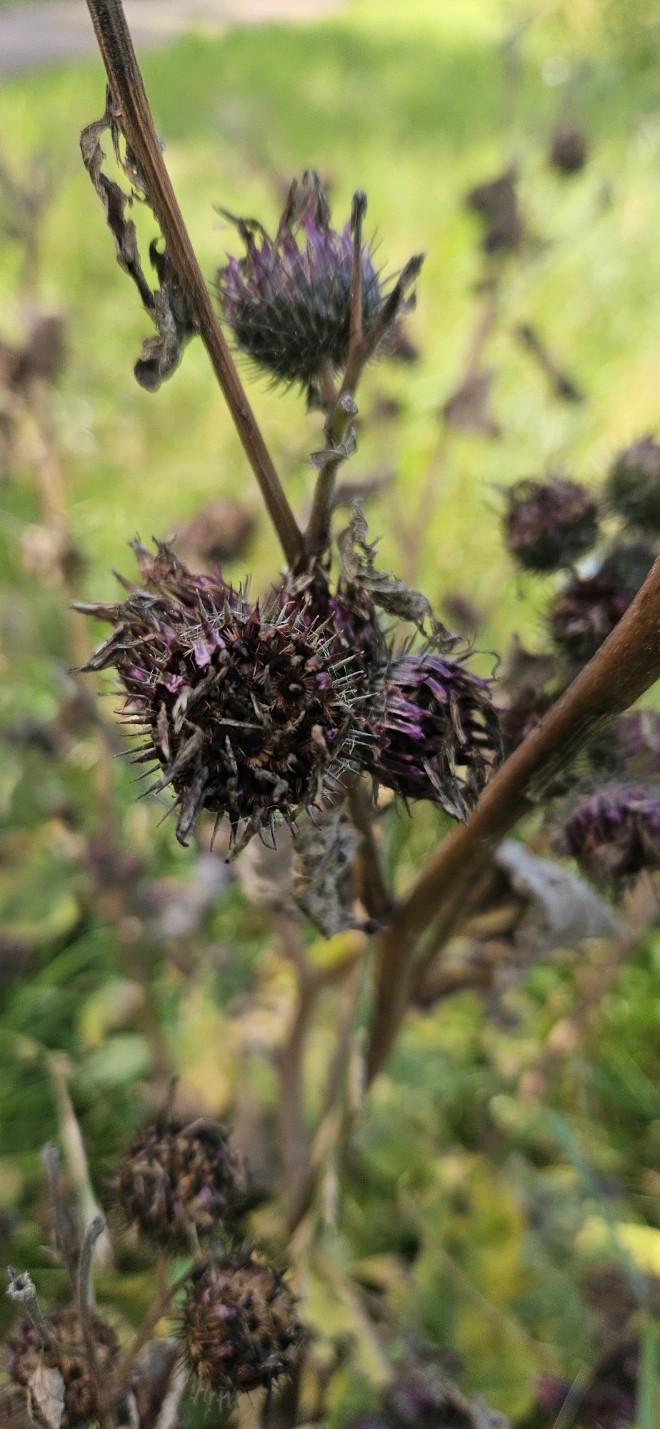 A close-up, vertical shot showcases the dried seed heads of a thistly plant in Vitsebsk, Belarus. The foreground is dominated by a large, dark purple and brown seed head, intricately detailed with sharp, spiky bracts. This main subject is positioned slightly off-center to the left, with its dried, papery remnants clinging to the central structure. A slender, brown stem runs vertically through the left side of the frame, adorned with withered, curled leaves. To the right, another brown stem intersects the view, slightly out of focus. In the blurred background, hints of green foliage and other indistinct, round, dark seed heads suggest a natural outdoor setting, likely a park or wild area within the city of Vitsebsk. The lighting appears to be natural daylight, creating a soft focus that emphasizes the textured details of the plant. No people are visible in the image.