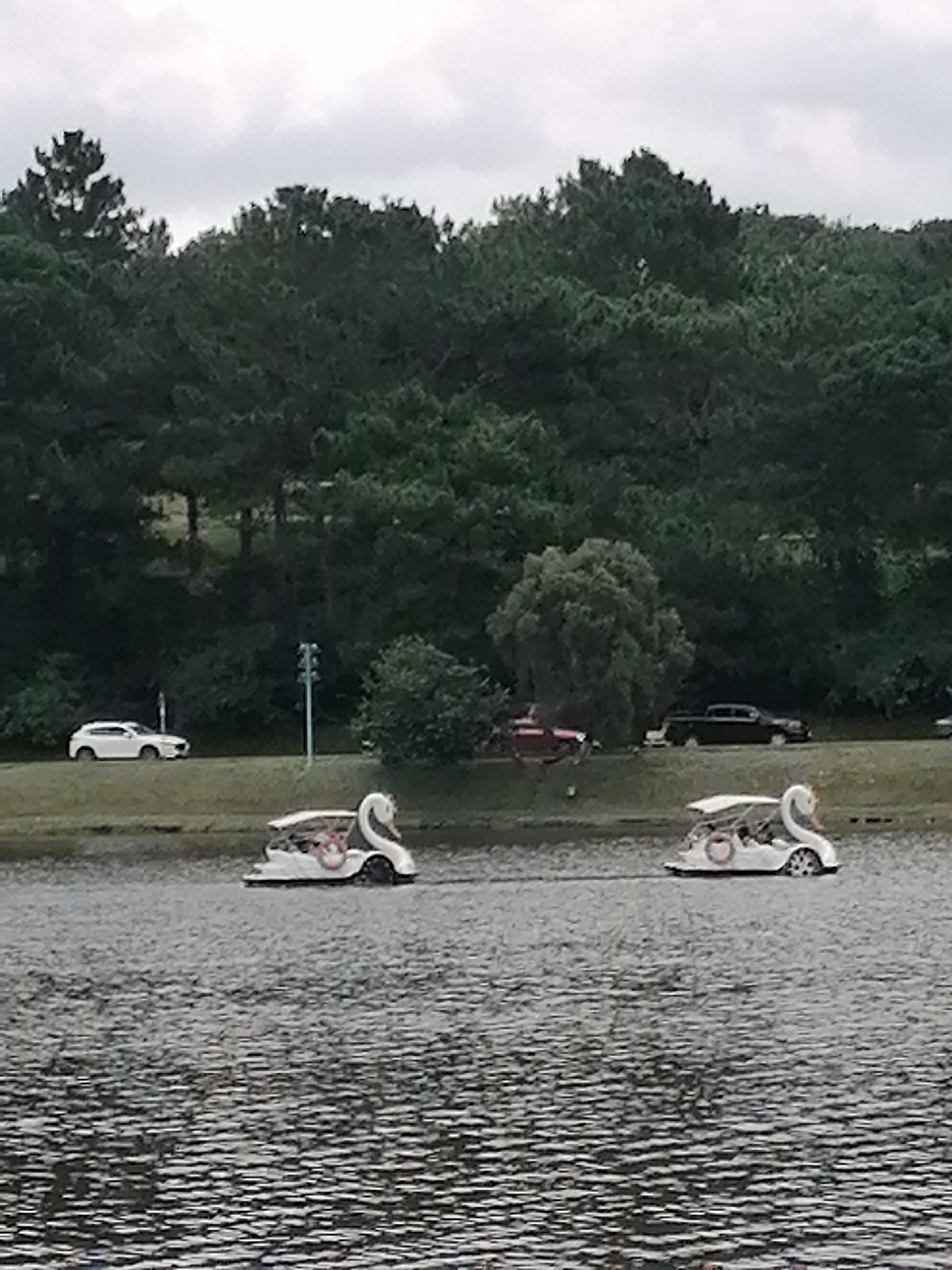 The image depicts a cloudy day at Xuan Huong Lake in Da Lat, Vietnam. In the foreground, two swan-shaped pedal boats are visible on the water. The boat on the left is closer and shows two people inside. The boat on the right is further away. Along the shoreline, a paved path runs adjacent to a grassy area, with several cars parked on the path. The cars visible are a white SUV, a dark sedan, and a red vehicle. Behind the shoreline, a dense forest of pine trees covers a gentle slope, with a few patches of bare earth visible within the trees. The sky is overcast with grey clouds.