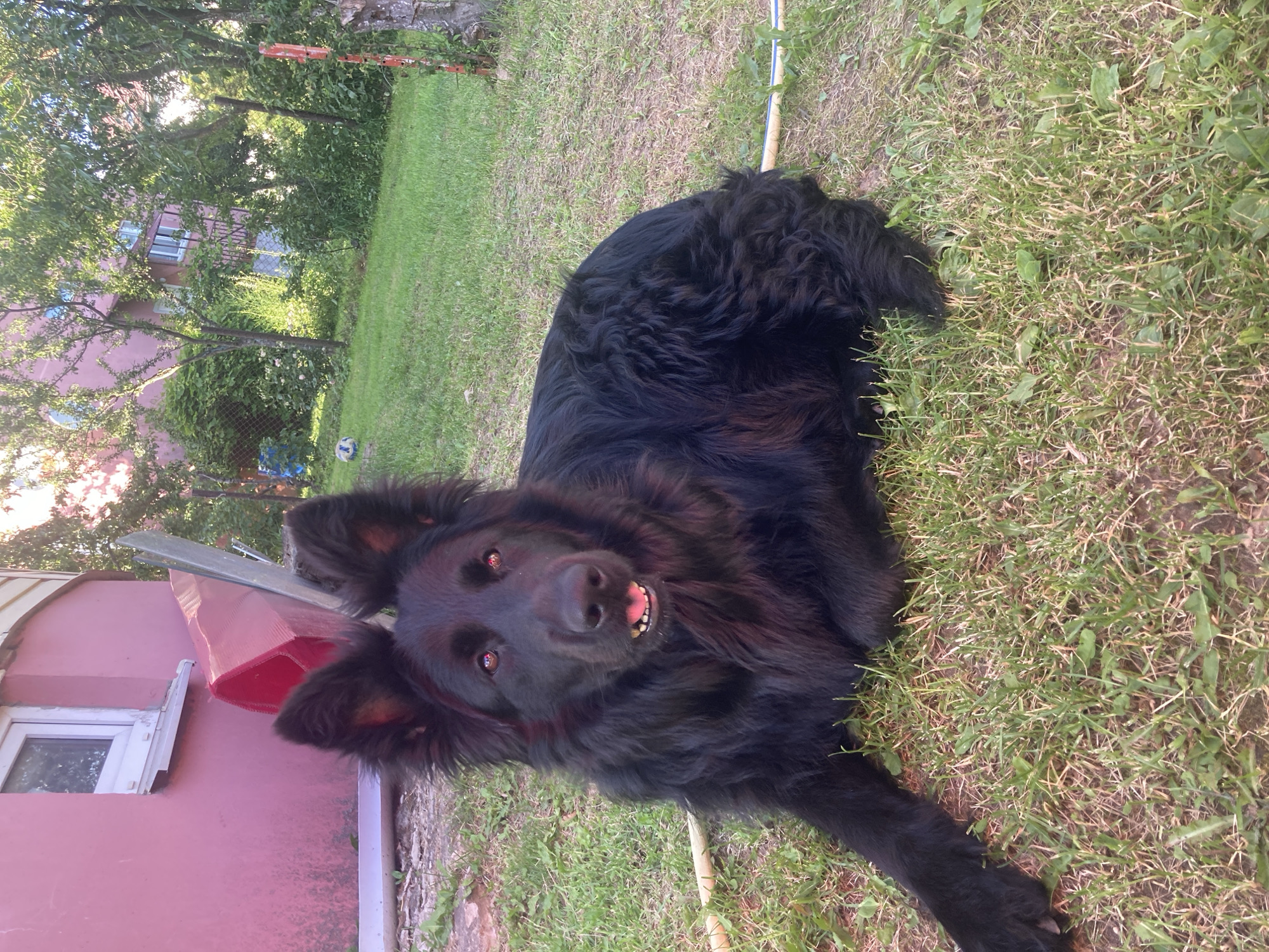 A black German Shepherd lies on the grass in a backyard. The dog has long fur and is looking directly at the camera with its mouth slightly open. In the background, a pink house with a white-trimmed window is visible, along with some trees and a fence. A red plastic object is leaning against the house. The scene appears to be a residential area.