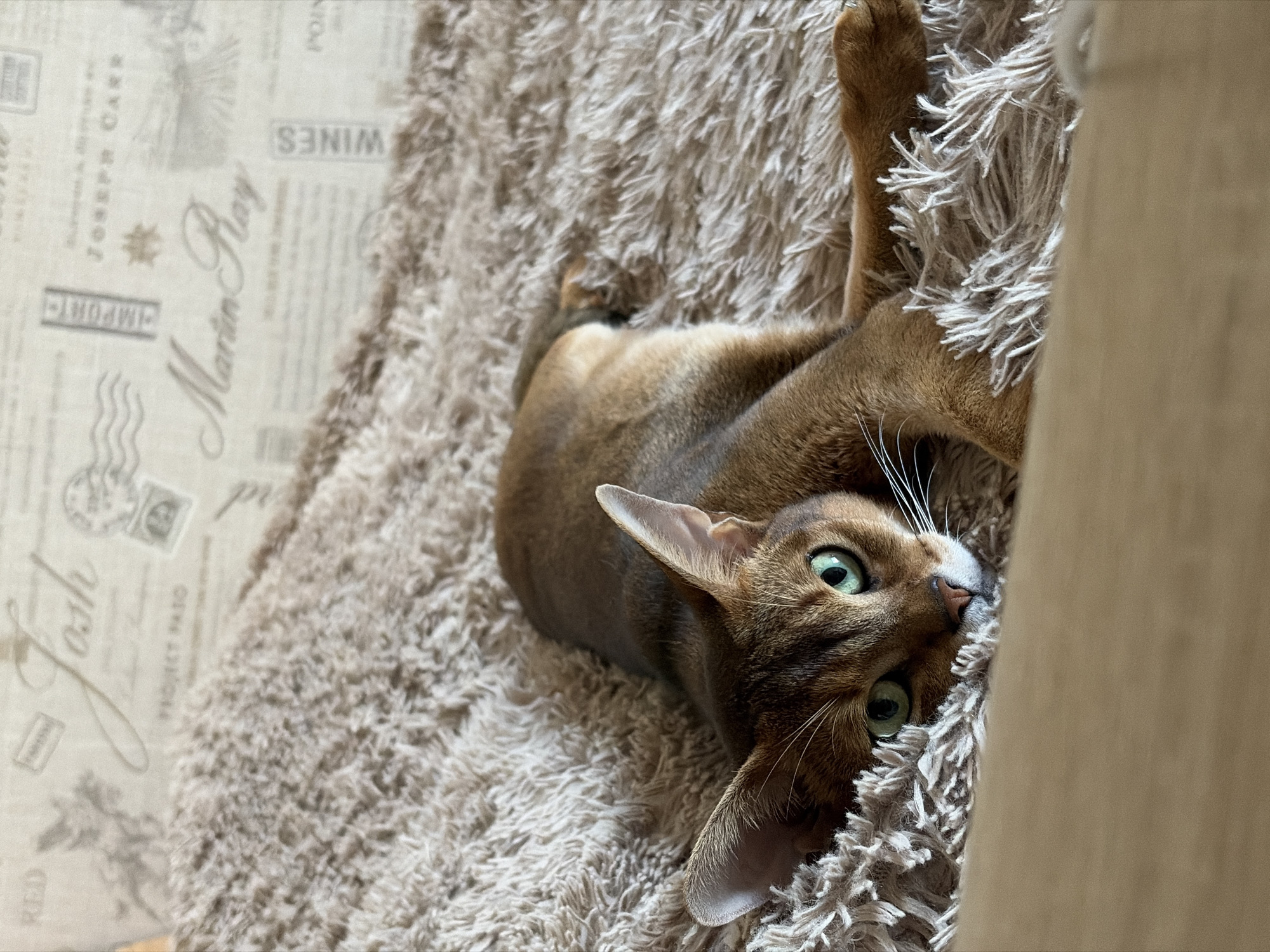 A close-up, eye-level shot focuses on an Abyssinian cat with green eyes lounging on a fluffy, beige rug. The cat is lying on its side, with its head turned towards the camera and its body extending out of frame to the right. Its fur is a warm brown color with subtle tabby markings. In the background, a light-colored surface with a vintage postcard-like pattern is visible, featuring text such as "Josh," "IMPORT," "Martin Ray," and "WINES." There are no people or other animals present in the image. The lighting suggests an indoor setting, possibly a home environment. There is no information or visual evidence to indicate the location in the city of Chaikovsky, Russia.