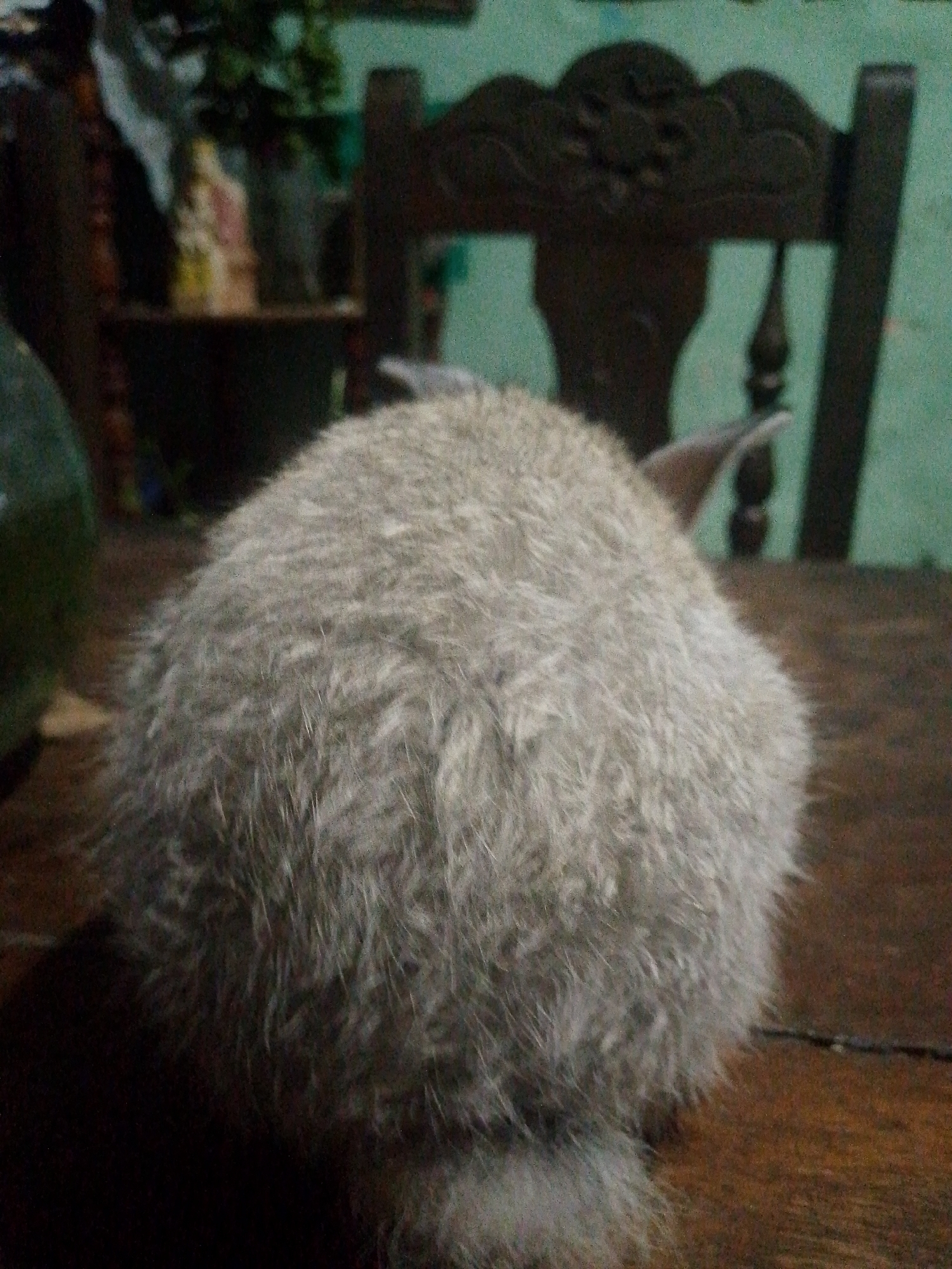 A blurry image depicts a rabbit on a dark wooden table indoors. The rear of the animal is in view, showing its light gray fur and a small portion of the ears. Behind the rabbit, a carved wooden chair is visible against a green wall. In the background to the left, a shelf holds decorative items. The image was taken in Juan Griego, Venezuela.
