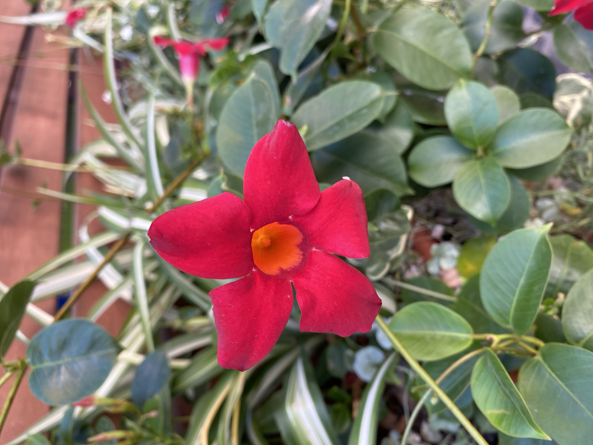 A close-up, eye-level shot shows a vibrant red, five-petaled flower with an orange center. The flower is in focus, with its petals slightly unfurled. Surrounding the flower are various green leaves and some striped green and white foliage. In the background, a blurred wooden fence is visible. The scene appears to be outdoors, possibly in a garden or park setting. There are no people or animals present. The image does not provide any information to indicate a specific location within Lviv, Ukraine.