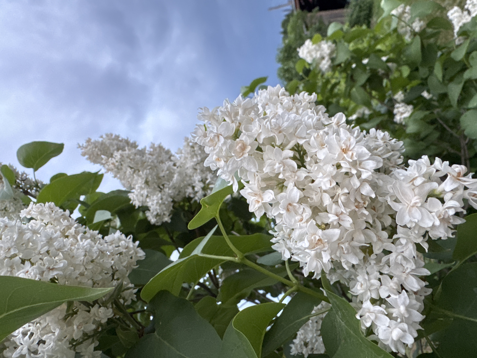 The image shows a close-up of white lilac bushes in full bloom against a backdrop of a partly cloudy, blue sky. Lush green leaves are interspersed among the clusters of white flowers. In the background, additional foliage and a structure that may be part of a building are visible. The location is likely Nizhnyaya Gar', Russia, though this is implied and not explicitly visible in the photograph. There are no people visible in the frame.