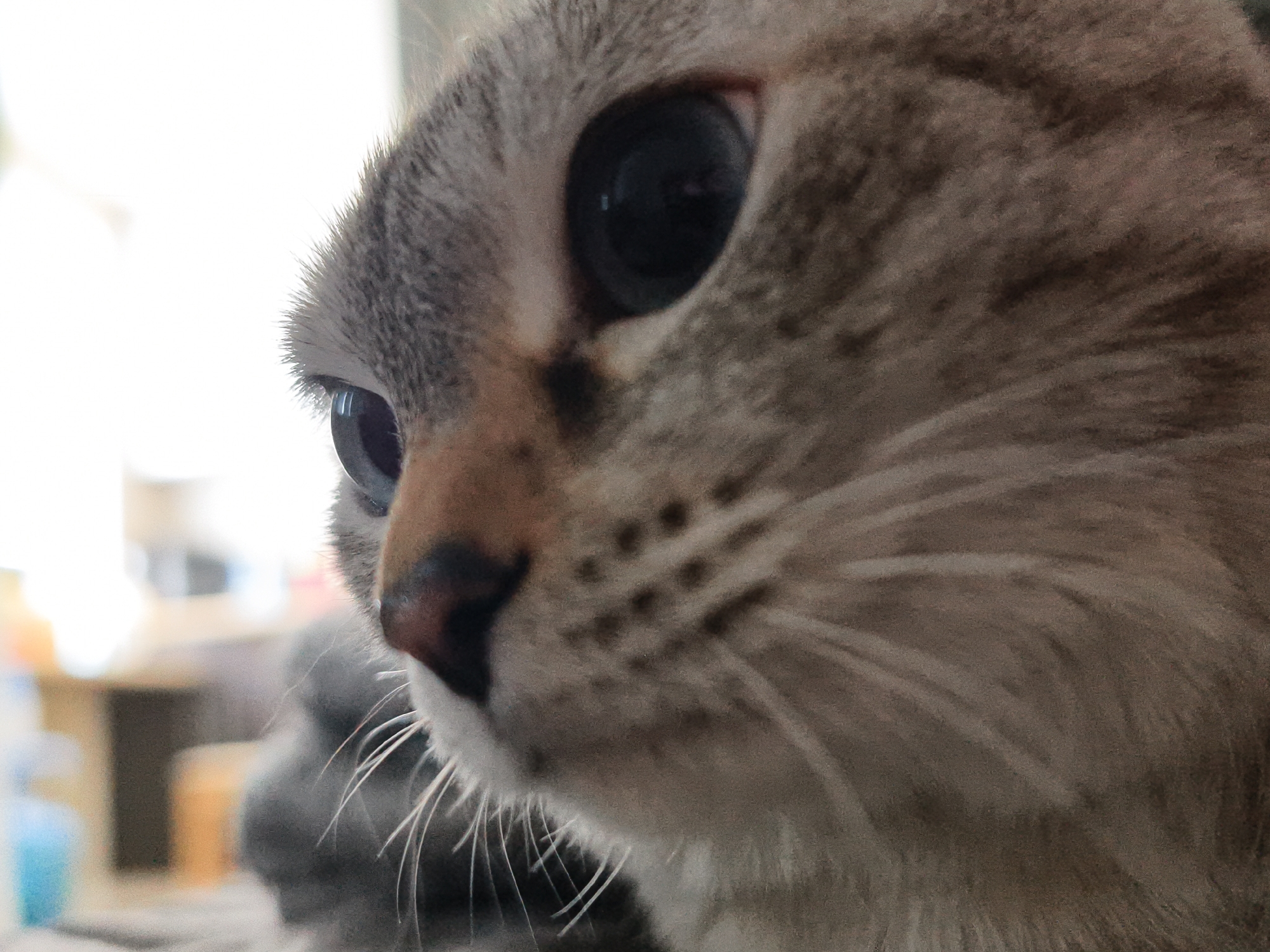 The media file displays a close-up, profile view of a domestic cat's head. The cat, facing left, exhibits light brown and grey patterned fur with darker tabby-like stripes or spots. Its large, dark eyes with dilated pupils are prominent, reflecting a bright light source from the left side of the frame. The left eye is especially sharp, showcasing fine fur details along its contour. Its nose is a soft pinkish-brown, and several long, white whiskers extend from its muzzle and chin.
The cat appears alert and focused, gazing intently at something outside the frame to its left. The background is heavily blurred, indicating an indoor setting, likely a home. Indistinct shapes and colors are visible in the background, including a bright white area that suggests a window or strong light source, along with muted, blurry forms that could be household furniture or objects, such as a blue item and some rectangular shapes. The overall lighting is soft and diffuse. No text is visible in the image. The location context for this photograph is Chaikovsky, Russia.