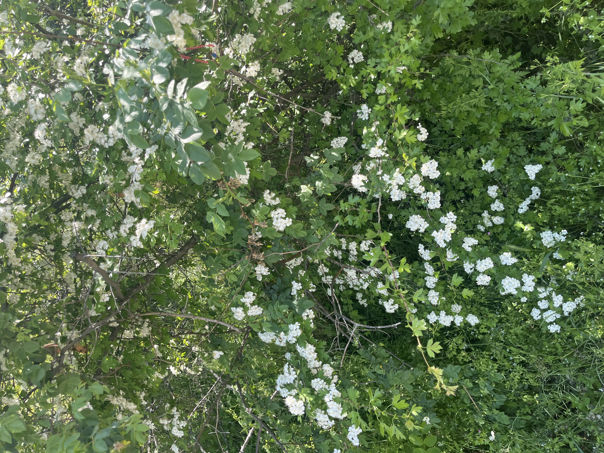 The image shows dense green foliage interspersed with clusters of small white flowers. The foliage appears to be a mix of trees and shrubs. The location is likely in a park or wooded area in Plovdiv, Bulgaria, based on the vegetation typical of the region. No people are visible.