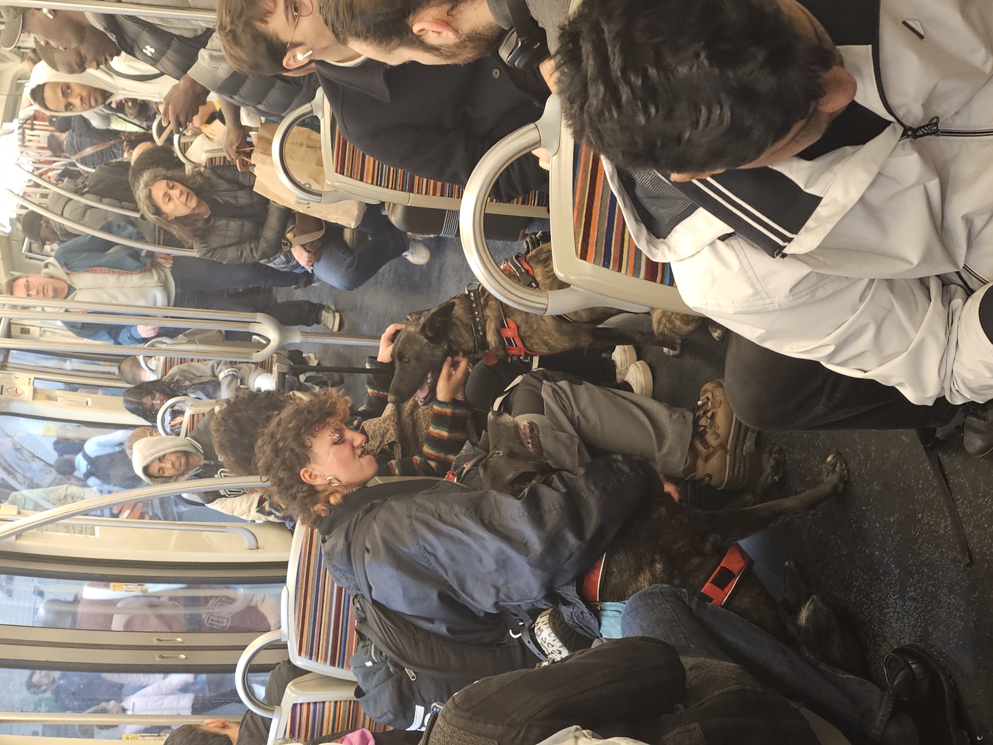 This image, rotated 90 degrees counter-clockwise, captures the interior of a crowded public transport vehicle, likely a train or metro, in Paris, France. Numerous passengers of diverse ages and ethnicities are visible, occupying seats with colorful striped upholstery or standing.
In the foreground, a person with curly dark hair and several facial piercings (nose and lip rings, ear piercings) is seated, wearing a dark jacket. They are affectionately stroking a large brindle-patterned dog, possibly a Dutch Shepherd, which is wearing a red harness and appears calm and at ease. Another dog is partially visible lying on the floor near the feet of other passengers.
Other individuals include a man in a light grey jacket and white hoodie looking towards the camera, and a woman with dark wavy hair seated further back. Most passengers are dressed in jackets and casual attire, suggesting cooler weather. Their expressions are generally neutral, typical of commuters, though the person interacting with the dog appears to be smiling. The vehicle is illuminated by artificial light, and blurred outdoor scenery is visible through the windows, indicating it is daytime. Visible text includes "UGA" or similar on a man's shirt and indistinct text on a paper bag. The scene conveys the busy atmosphere of public transport.