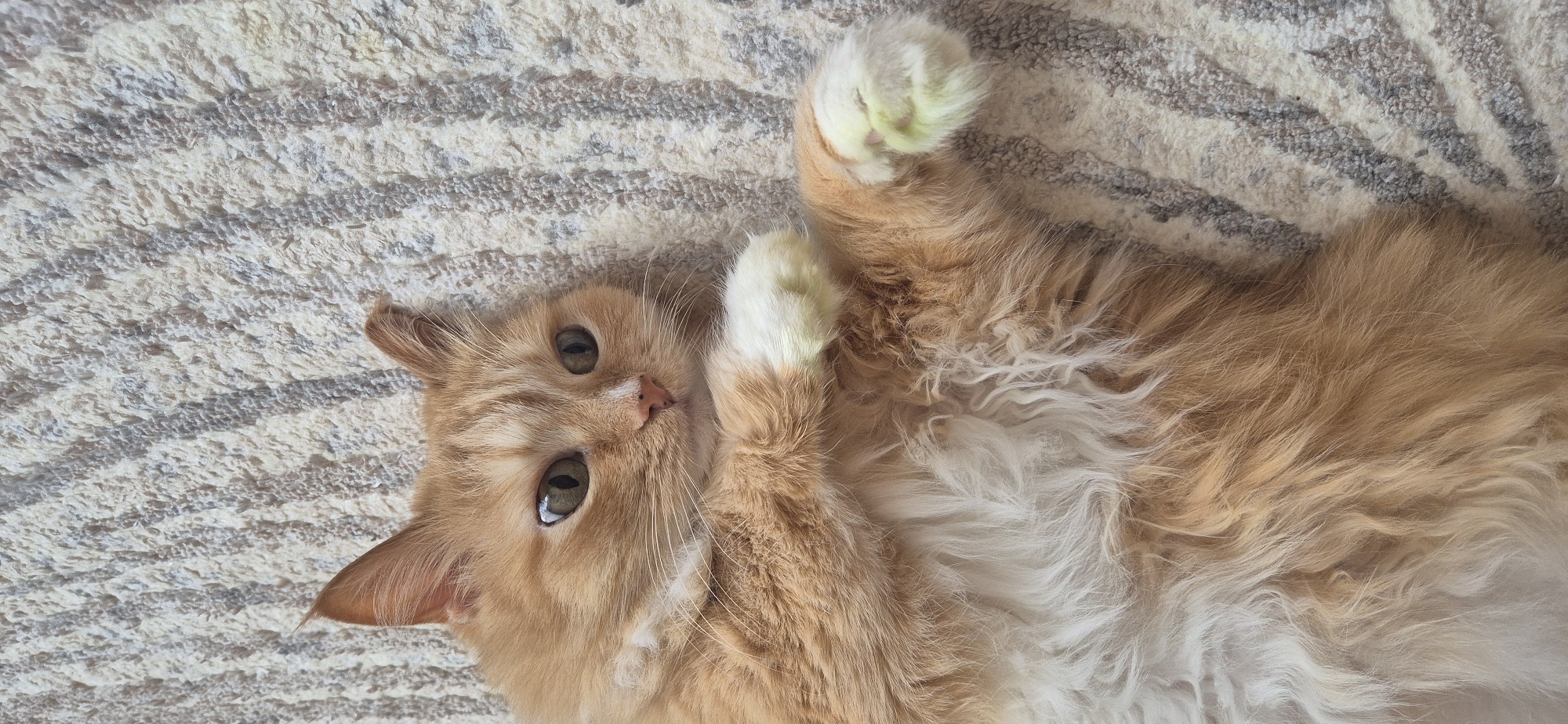 A fluffy, long-haired orange and white cat is depicted lying on its back on a textured rug. The cat is positioned diagonally across the frame, looking directly towards the viewer with large, curious golden-green eyes. Its nose is pink, and it has prominent white whiskers. The cat's front paws are curled upwards, revealing white fur, and the pads of its paws have a noticeable light greenish tint. Its underbelly is covered in white fur, which blends into the orange fur along its sides and back. The background is a patterned rug or carpet featuring stripes or an abstract design in shades of white, cream, and grey. The scene suggests an indoor setting, and the cat appears relaxed and engaged with the camera. There is no visible text.