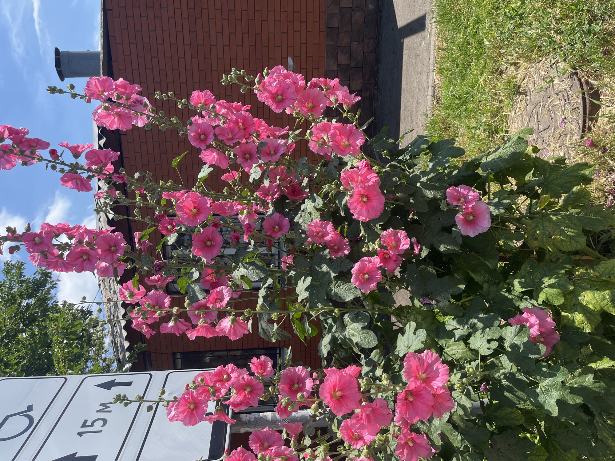 A tall stalk of bright pink hollyhocks, heavily laden with blossoms, stands prominently in the foreground, with its lower portion obscured by lush green foliage. To the left of the flowers, a white sign with black lettering indicates accessibility information, featuring a wheelchair symbol and directional arrows with "15 m" text. Behind the flowers, a brick building with a grey tiled roof and a metallic chimney is visible. The scene is set outdoors, with a patch of green grass and a grey pavement visible in the lower right corner, suggesting an urban or suburban environment. The sky above is a clear blue with scattered white clouds. There are no people visible in the image. The image appears to have been taken in Krasnodar, Russia.