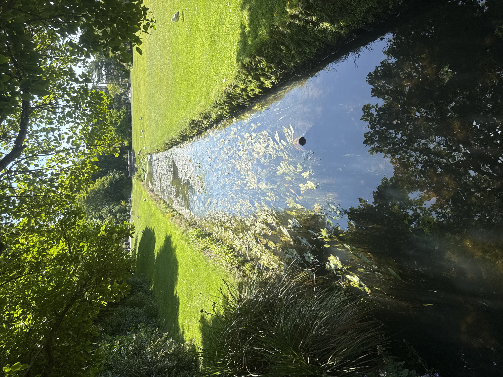 This media file depicts a sunlit, narrow canal or stream in a park-like setting. The water is clear and reflects the blue sky and surrounding trees. Aquatic plants, such as lily pads, are visible beneath the surface. On the left bank of the canal, a meticulously manicured lawn stretches into the distance, dotted with several white birds, possibly seagulls. The right bank is denser with foliage, featuring tall grasses and shadowed trees. Sunlight casts long shadows across the grass, suggesting it is a sunny day, likely mid-morning or late afternoon. The overall atmosphere is tranquil and serene. No people or text are visible. The location context is Bournemouth, United Kingdom.