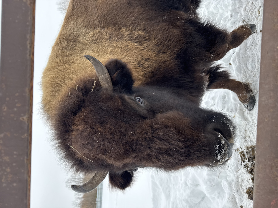A European bison stands in a snow-covered outdoor enclosure in Zaosinovo, Russia, under an overcast sky. The animal is centered, facing forward, with its head, shoulders, and partial body visible. It exhibits dense, dark brown fur on its head and forequarters, transitioning to lighter tan-brown on its back. Short, dark, curved horns are present on each side of its head. Its dark eyes are visible, and its muzzle is flecked with snow particles. A strand of light-colored plant material is visible on the fur of its head. The ground is covered in white snow, with dark patches, possibly organic debris, in the lower left. Distant background elements include bare trees and a light-colored fence line. A rusted, dark brown horizontal metal beam partially frames the scene at the top and bottom.