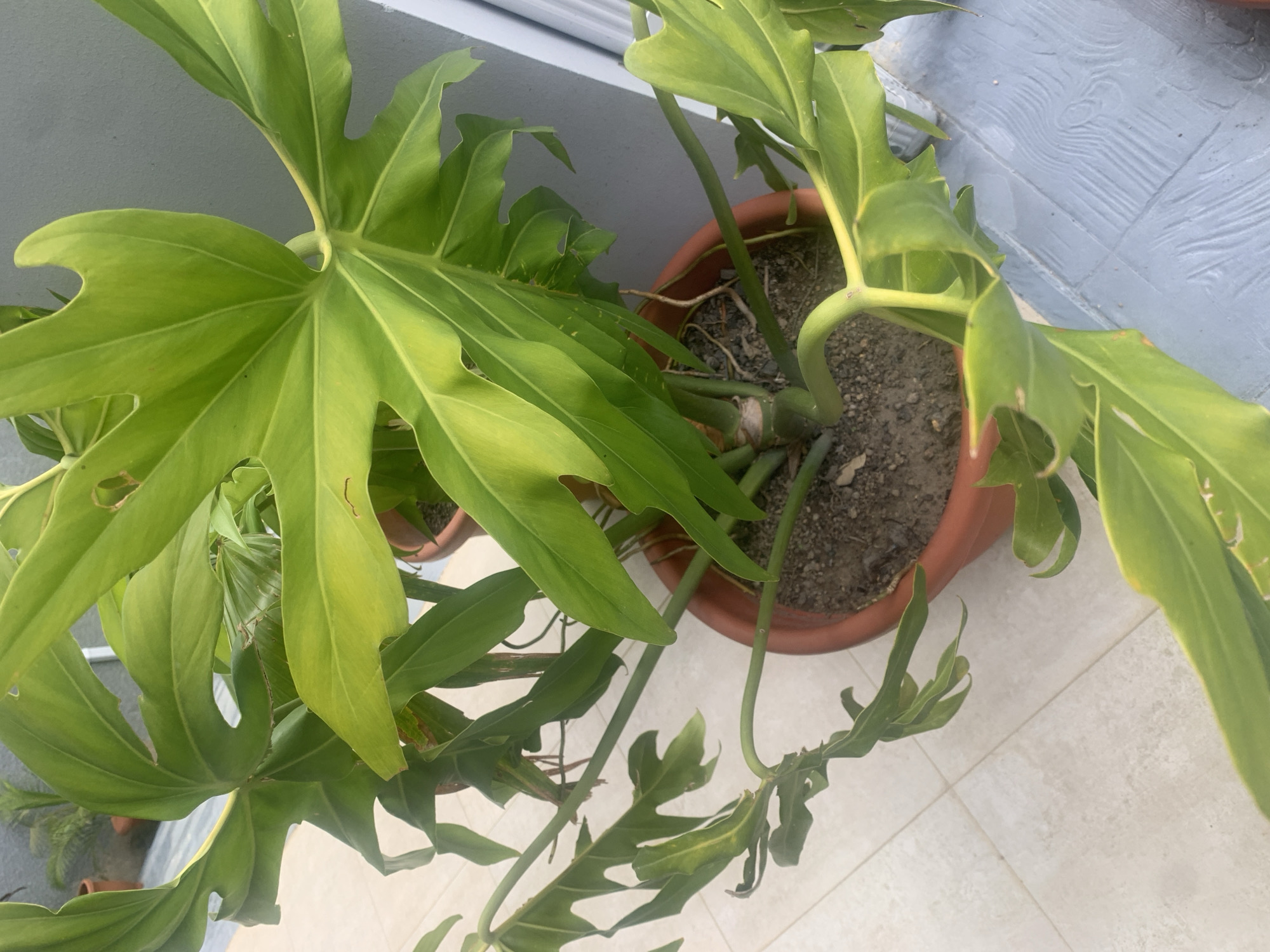 The image shows a top-down view of a large, leafy green plant in a brown terracotta pot. The plant has large, deeply lobed leaves with prominent veins. Some of the leaves show signs of damage, such as torn edges and brown spots. The plant is potted in dark soil with visible roots.
The pot is situated on a tiled floor with a light beige color and a subtle pattern. In the background, a gray wall or surface is visible, with a white trim or ledge at the top. The lighting suggests it might be daytime, with soft, natural light illuminating the scene.
No people are visible in the image. The focus is entirely on the plant and its immediate surroundings. The scene appears to be an outdoor or semi-outdoor setting, possibly a patio or balcony, given the tiled floor and the presence of a wall. The overall impression is of a plant being kept in a domestic or garden environment in Jos, Nigeria.