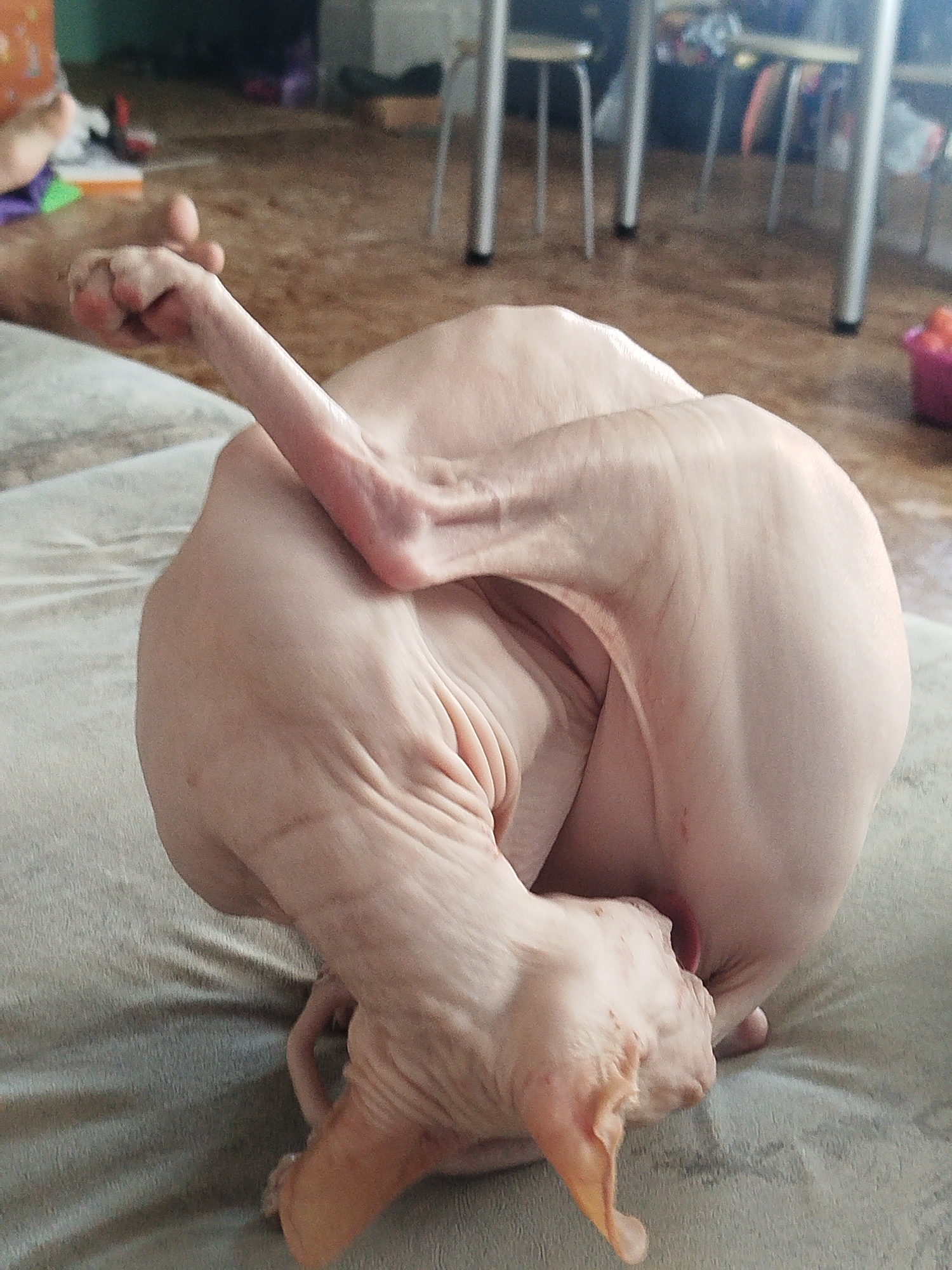 A hairless cat is curled up on a soft surface, its body contorted in an unusual position. One paw is extended upwards and bent at the elbow, with the claws visible. The cat's head is tucked in towards its body, with its ears pointed outwards. The background is blurred, but appears to be an indoor setting with furniture, suggesting this may be a home in Zavodoukovsk, Russia. The lighting is dim, casting subtle shadows on the cat's skin, highlighting the folds and wrinkles. The texture of the surface the cat is resting on appears to be fabric, possibly a sofa or a blanket.