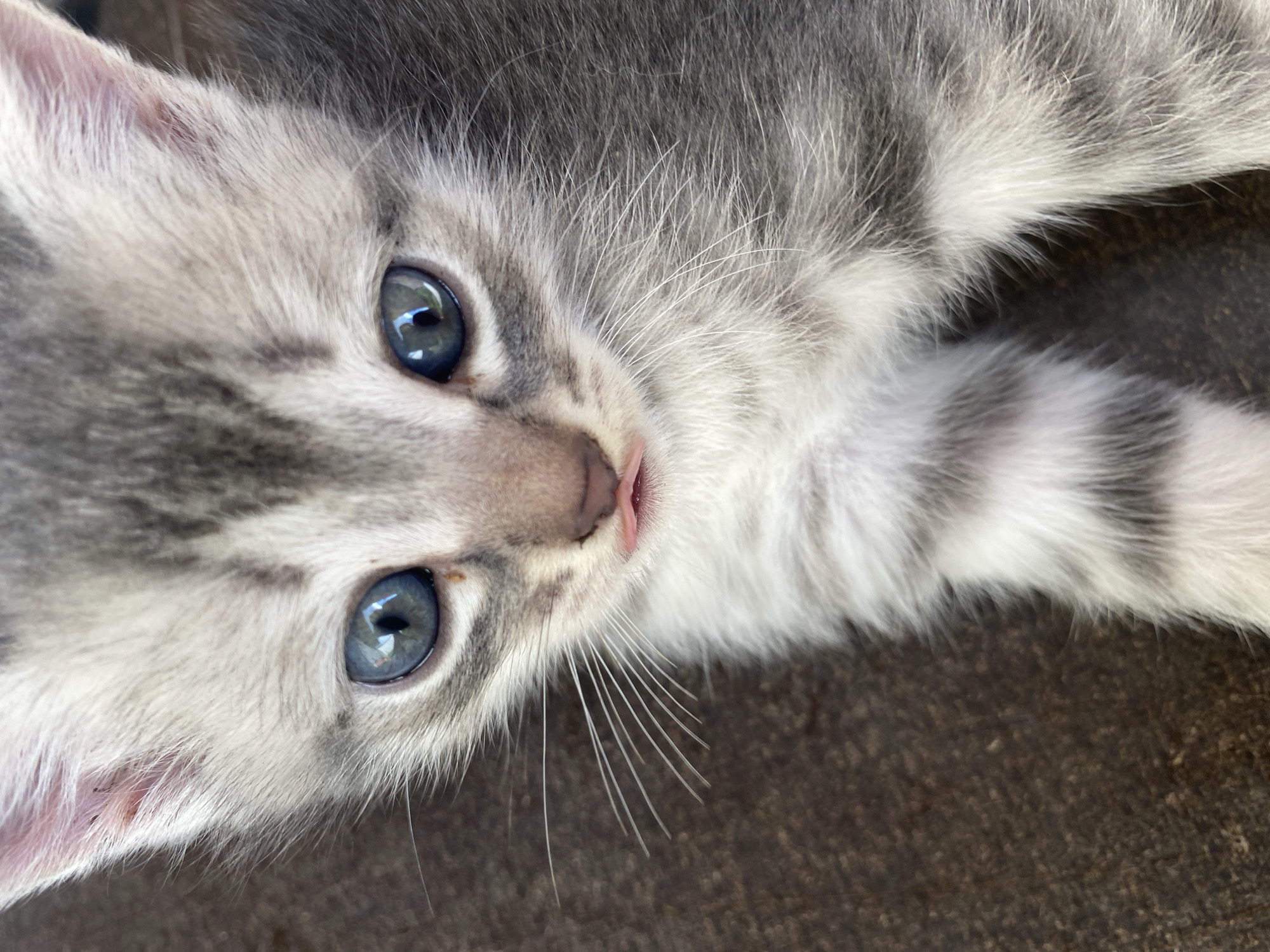 A close-up, eye-level shot captures the face of a young tabby kitten. The kitten's fur is a mix of light gray and white, with darker gray stripes on its forehead and around its eyes. Its blue eyes are wide open and looking directly at the camera, with a reflection visible in the pupils. The kitten's nose is pink, and its mouth is slightly open, revealing a pink tongue. The background is a textured brown surface, likely a rug or fabric. The image is in focus and well-lit, highlighting the kitten's delicate features. There is no indication of the kitten's location in Байқоныс ауылдық округі, Kazakhstan.