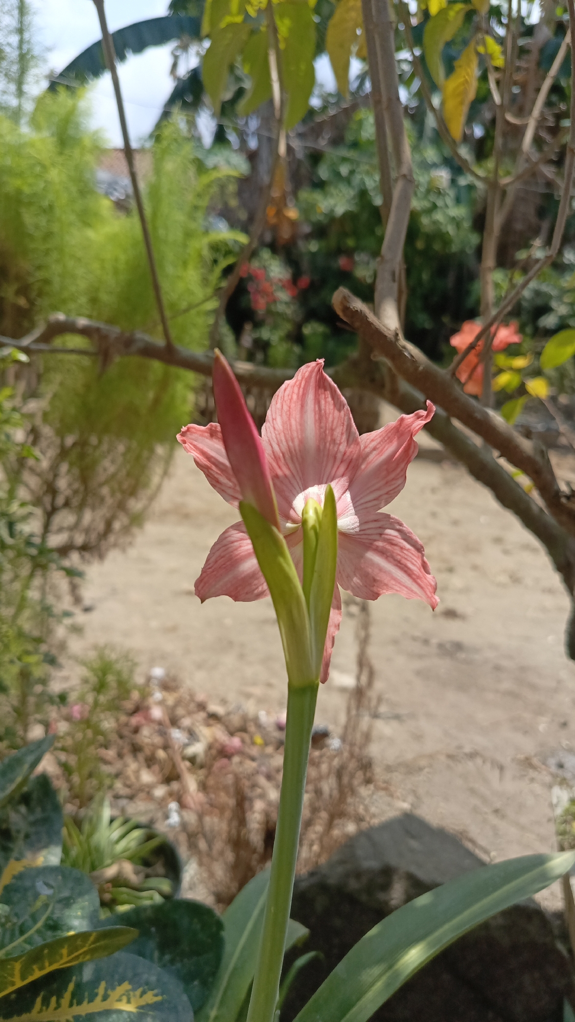 The image shows a close-up of a pink and white striped amaryllis flower with a bud. The flower is in focus in the foreground, with a blurred background of greenery and sandy soil, suggesting an outdoor garden setting. The lighting indicates it is daytime, likely sunny. The overall scene is natural and serene. The location is identified as Kebumen, Indonesia.