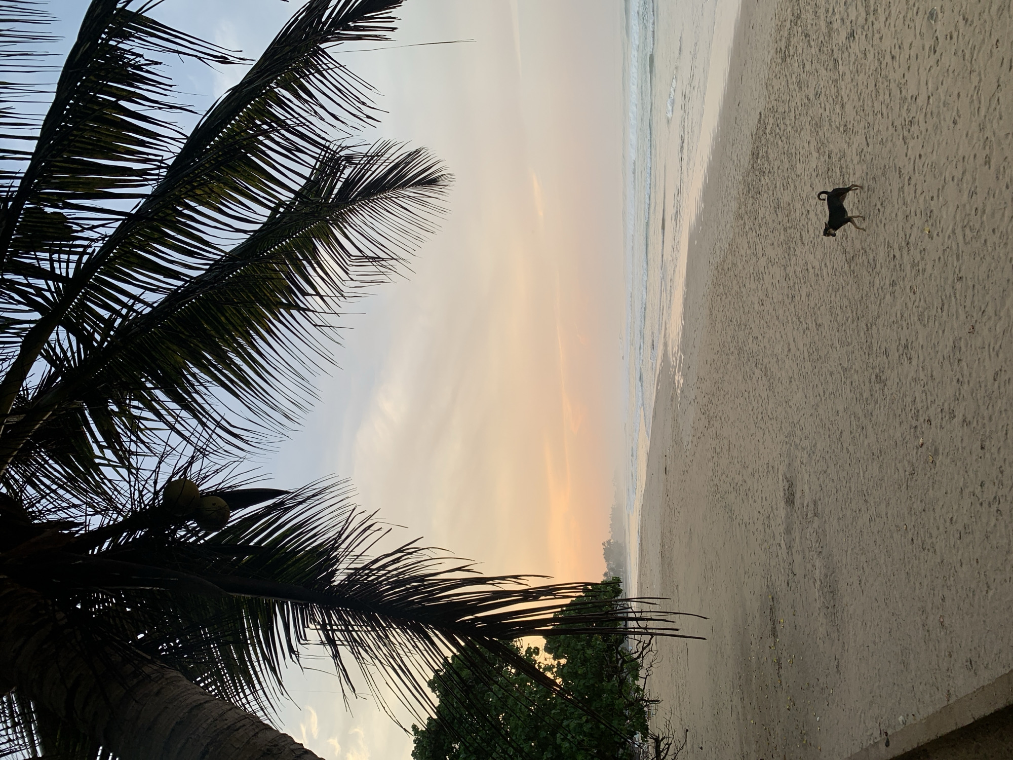The image depicts a beach scene in Kathaluwa, Sri Lanka. A black dog is visible on the sand near the water's edge. Palm trees frame the left side of the image, partially obscuring the sky, which has a sunset glow. The ocean waves are visible along the shoreline.