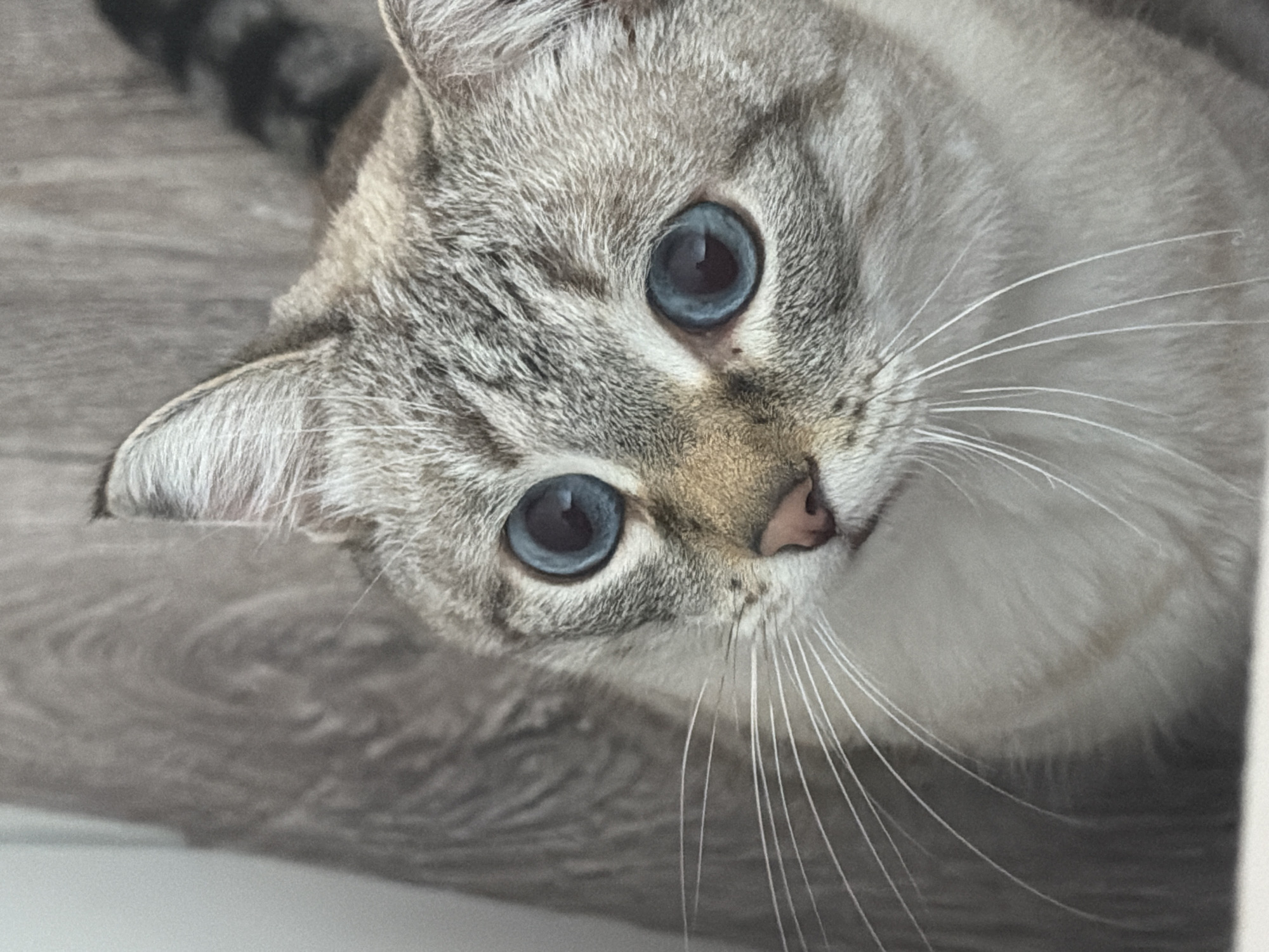 The image shows a close-up of a cat with striking blue eyes. The cat has a light gray and brown patterned coat, with a pink nose and white whiskers. The background appears to be a gray textured surface, possibly wood grain. There is no indication of the location of the city of Perm, Russia, in this image.