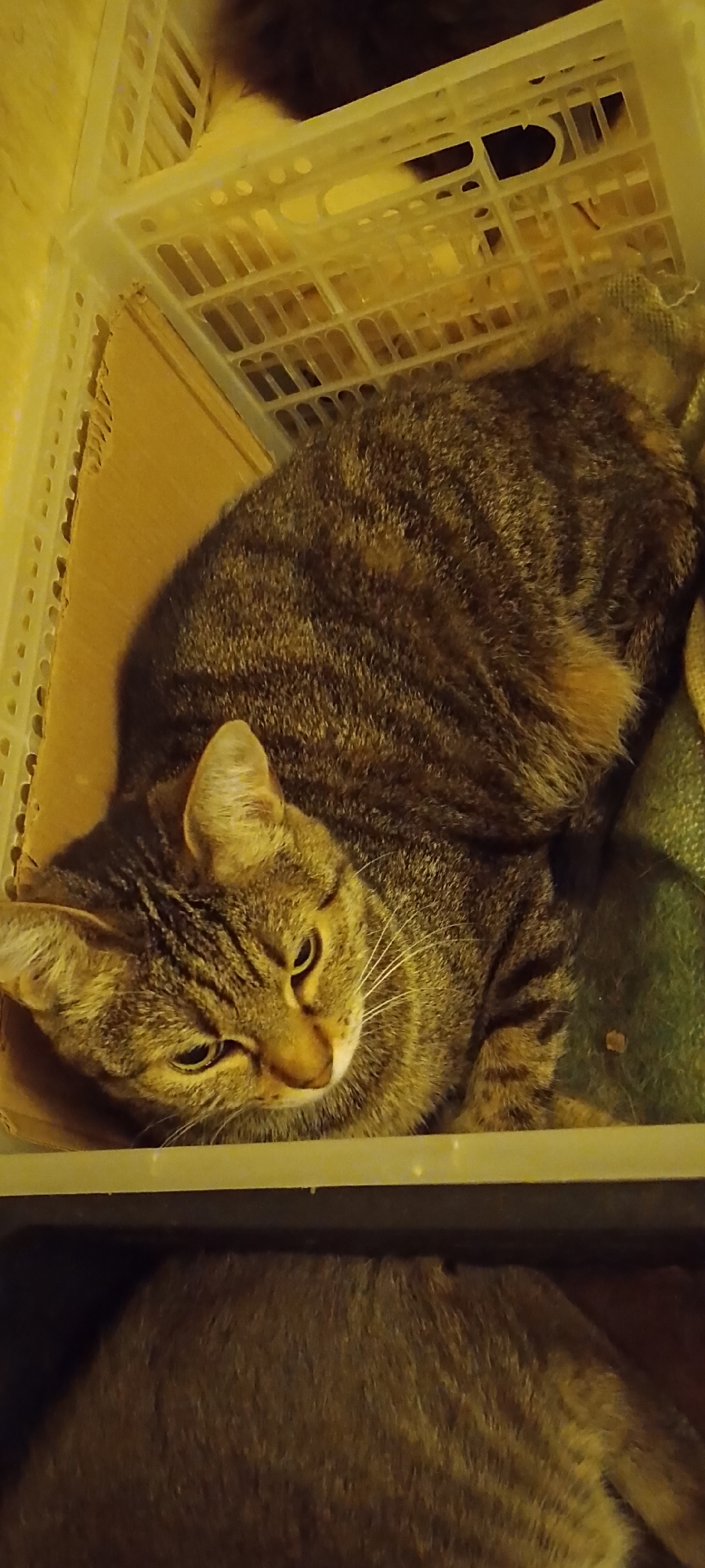 A tabby cat is lying in a white plastic crate. The cat is facing the viewer with its head turned to the side. Its eyes are partially closed, and its ears are perked up. The cat's fur is a mixture of brown, black, and orange stripes. The crate is resting on a wooden surface. The background is dark and out of focus. There is another cat visible in the lower part of the image, also in a crate. The scene is indoors and appears to be a domestic setting, possibly a home or a pet store.