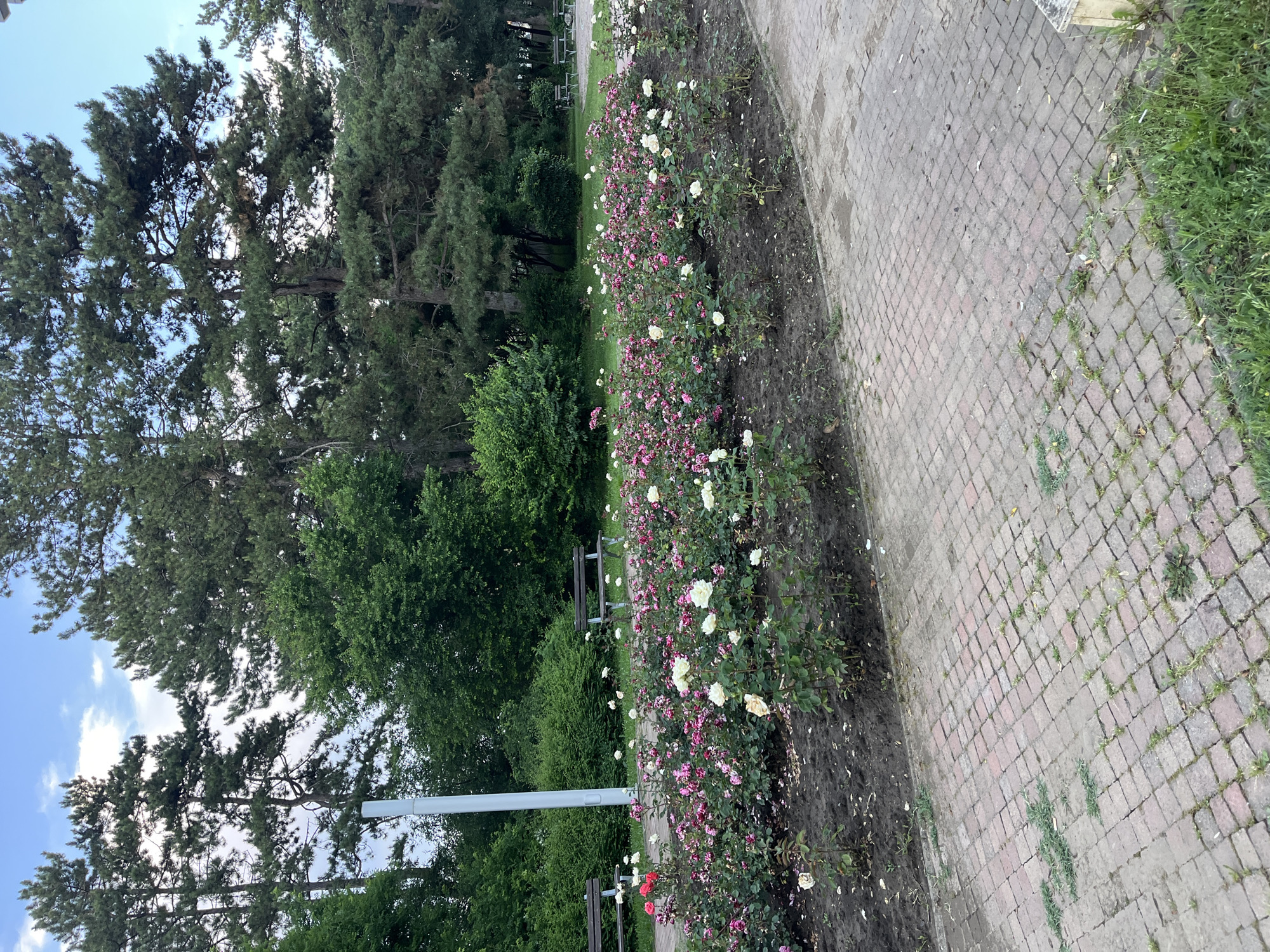 In the city of Dobrich, Bulgaria, a park scene unfolds featuring a meticulously maintained flowerbed overflowing with roses of various colors, predominantly white and pink with some crimson blooms. The flowerbed is edged by dark soil and is situated alongside a brick-paved pathway. Beyond the roses, two wooden park benches are visible, suggesting a place for rest and contemplation. A tall, white lamppost stands to the left, partially obscured by lush green foliage. In the background, a dense arrangement of mature trees, including tall pines, creates a natural backdrop against a pale blue sky with scattered white clouds. The overall impression is one of a serene and verdant park, likely a public space designed for enjoyment and relaxation.