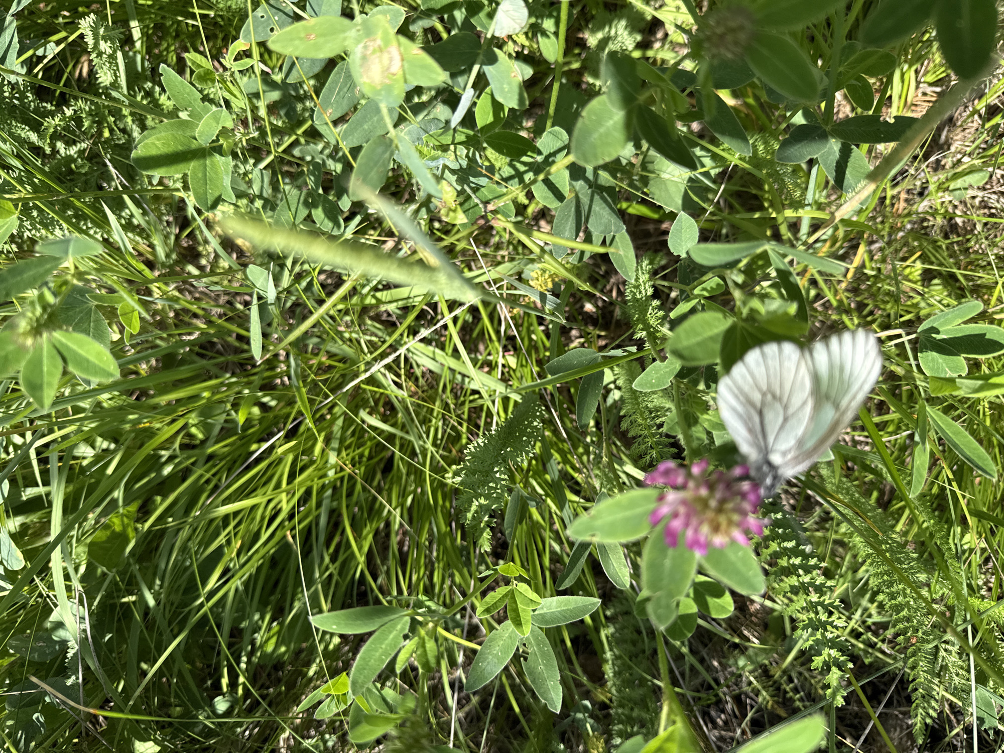 The image is a close-up, high-angle outdoor shot of dense green vegetation. In the foreground, a white butterfly with black markings on its wings is positioned on the right side of the frame, partially obscuring a pink clover flower. The butterfly's body is visible, and its wings are slightly fanned open. The clover flower is in focus, revealing its delicate pink petals. The background consists of various types of green grasses and clover leaves, with some areas appearing brighter due to sunlight filtering through. The scene is entirely natural, with no signs of human presence or urban elements. The location is described as being in the city of Leninsk, Russia.