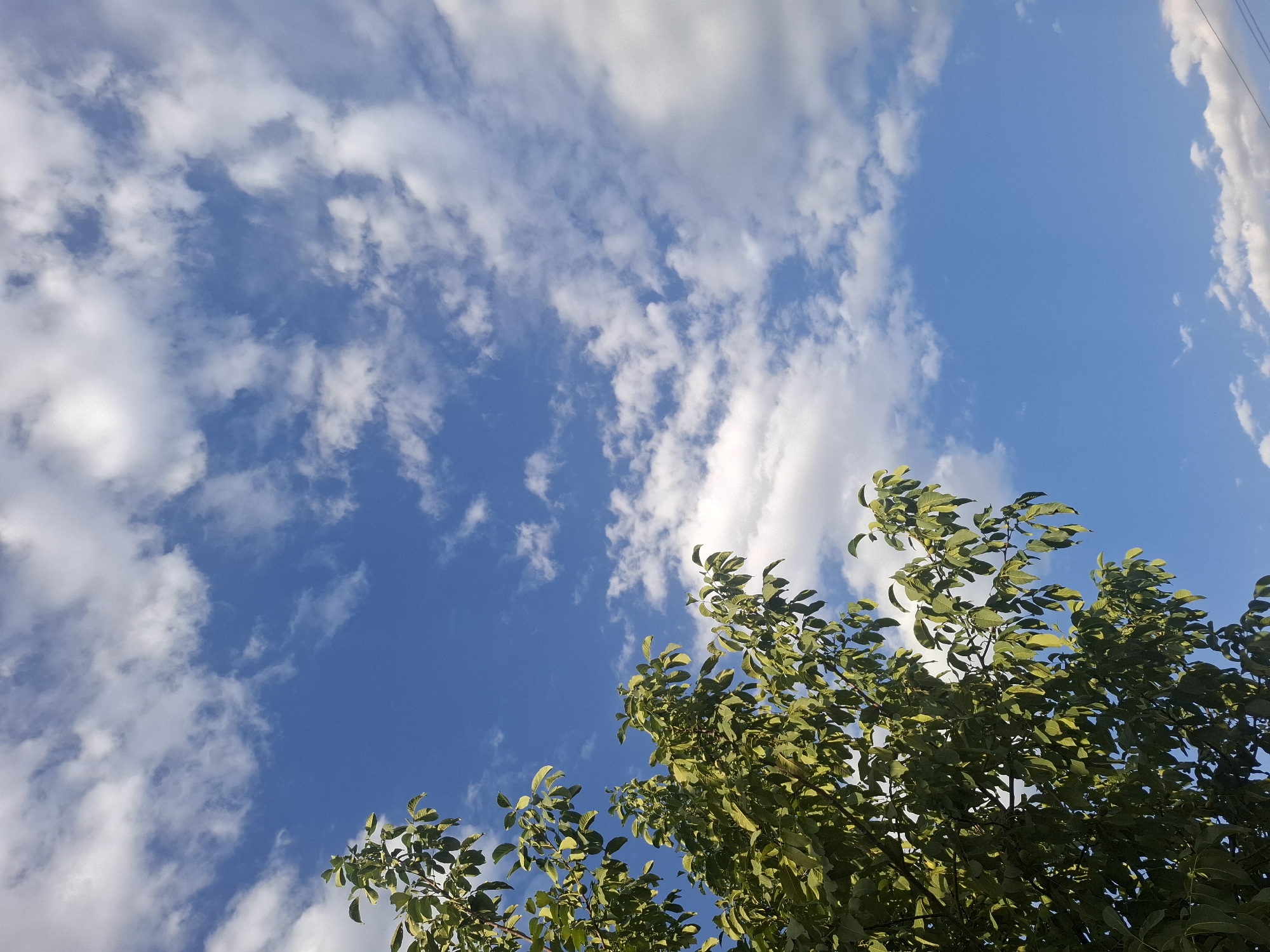 The image shows a portion of a tree with green leaves on the left side, set against a bright blue sky filled with scattered white clouds. The tree branches extend from the lower left corner upwards and across the frame. The clouds are varied in size and density, with some appearing wispy and others more solid. The overall impression is of a clear, sunny day, likely during daylight hours. No people or specific structures are visible, making it difficult to ascertain the exact location within Almaty, Kazakhstan, beyond it being an outdoor environment. The perspective is looking upwards towards the sky.