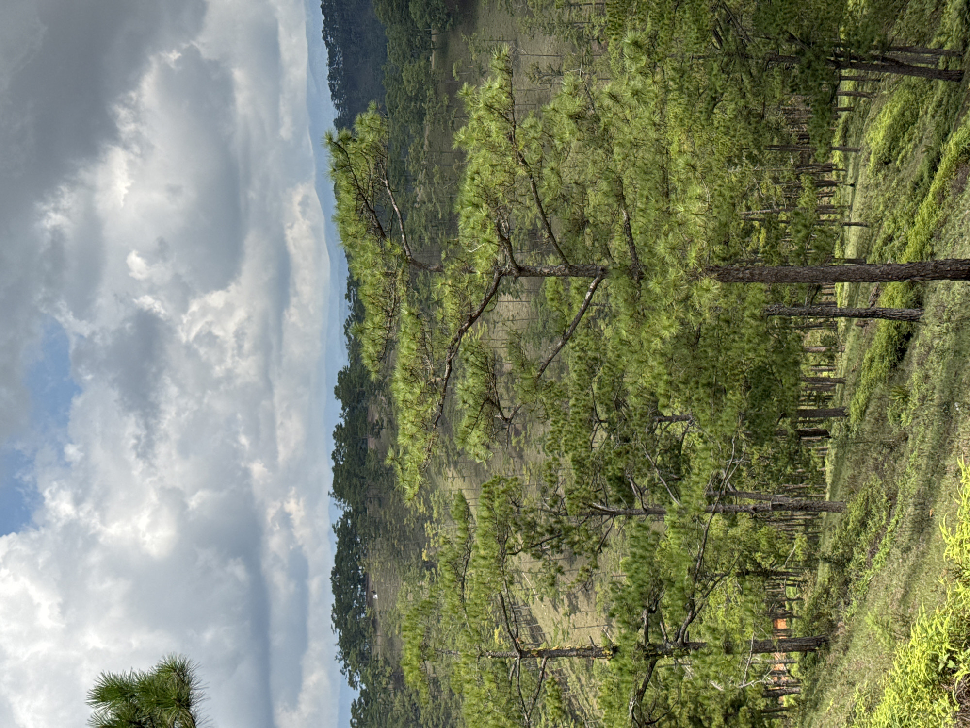 The image depicts a landscape in Lạc Dương, Vietnam, characterized by rolling hills covered with pine trees. The trees are predominantly green, with visible trunks and branches. The ground is covered with green vegetation. In the background, there are more hills densely covered with trees. The sky is partially covered with grey and white clouds.