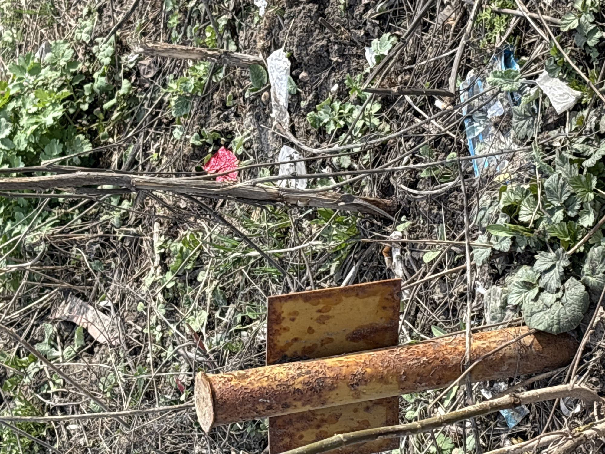 The scene depicts a patch of overgrown vegetation and debris located in what appears to be an untended area in Klin, Russia. Litter, including fragments of plastic bags (white, red, and blue), is scattered amidst the foliage and twigs. In the foreground, a section of corroded metal pipe is visible, resting on a rusty metal plate. The environment is unkempt, marked by dead branches and uncontrolled plant growth. There are no people visible in the scene.