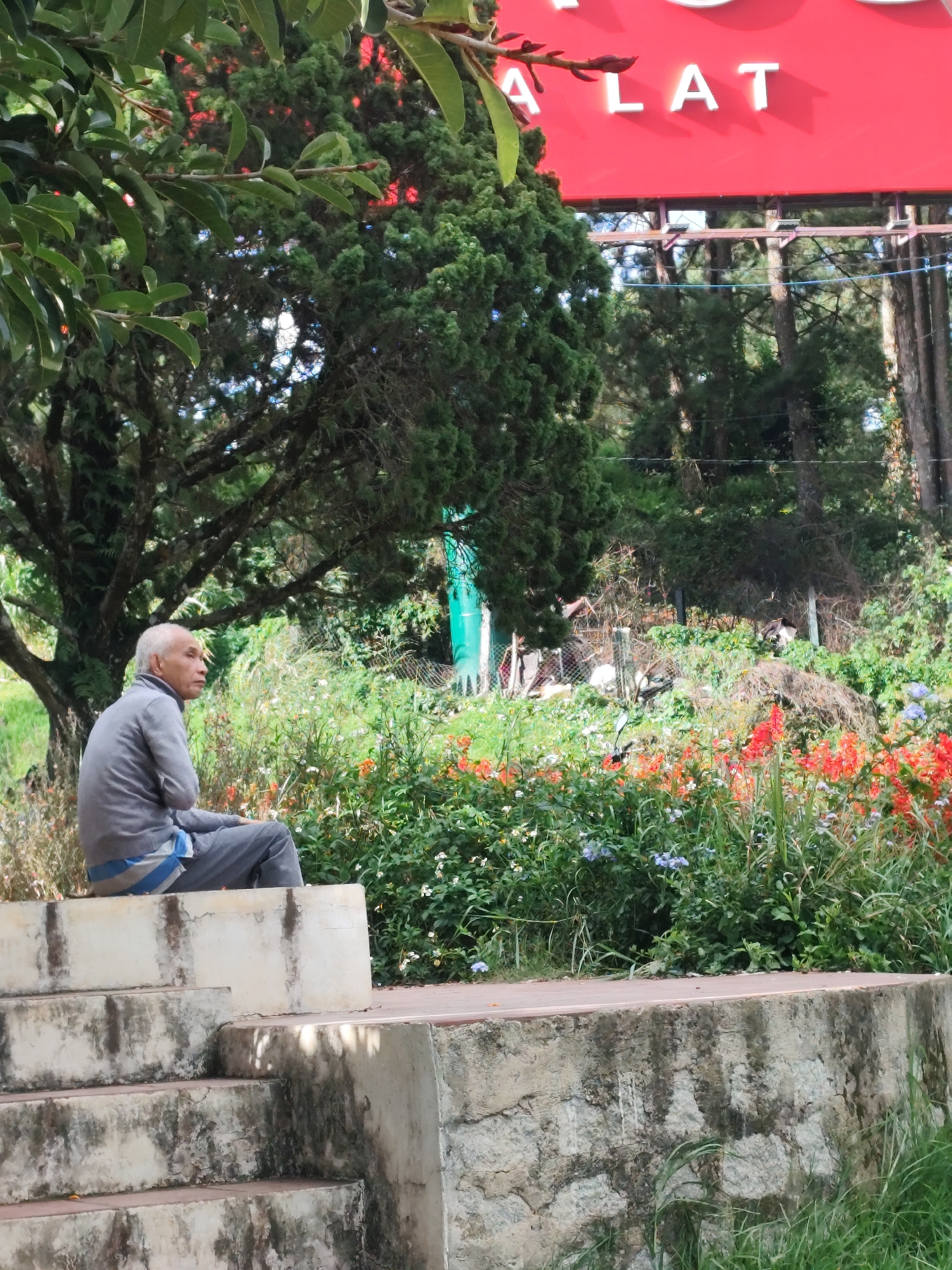 The image captures a portion of a park in Da Lat, Vietnam. In the foreground, a light-colored concrete structure with visible steps and weathered surfaces takes up the lower left quadrant. An elderly man with gray hair, wearing a grey sweater and pants with a blue and white striped band around his waist, is seated on the top of this structure, facing to the right. He is positioned under a large tree with dark branches and green foliage, which partially obscures the background.
Behind the man and the tree, dense vegetation filled with red and orange flowers, as well as some small white and blue flowers, is visible. In the mid-ground, a wire fence runs horizontally across the scene, with some scattered debris and overgrown plants behind it.
Further in the background, taller trees, some appearing to be pine trees, form a dense forest canopy. A bright red sign with white block letters spelling out "A LAT" is prominent at the top right of the image, suggesting it is part of a larger advertisement or building signage. The overall scene depicts a serene, outdoor setting with elements of nature and urban signage.