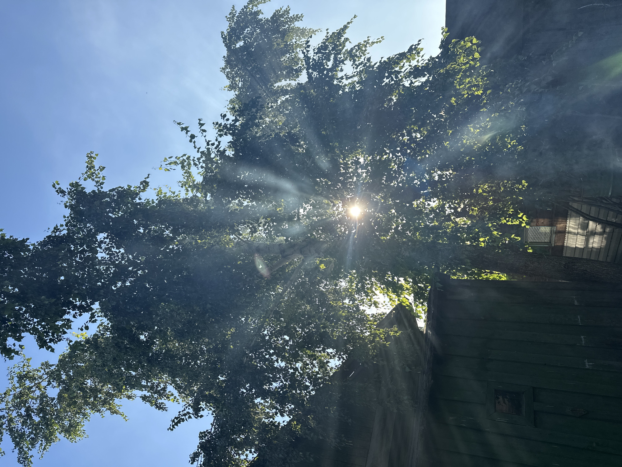 The image shows a sunbeam piercing through the leaves of a large tree. The sun is partially obscured by the foliage, creating a lens flare effect. In the foreground, there is a portion of a wooden building with a dark green, weathered exterior. The building appears to be a shed or an outbuilding. The sky is a clear, bright blue. The overall scene suggests an outdoor environment on a sunny day. The location is identified as Biysk, Russia. There are no people visible in the image.