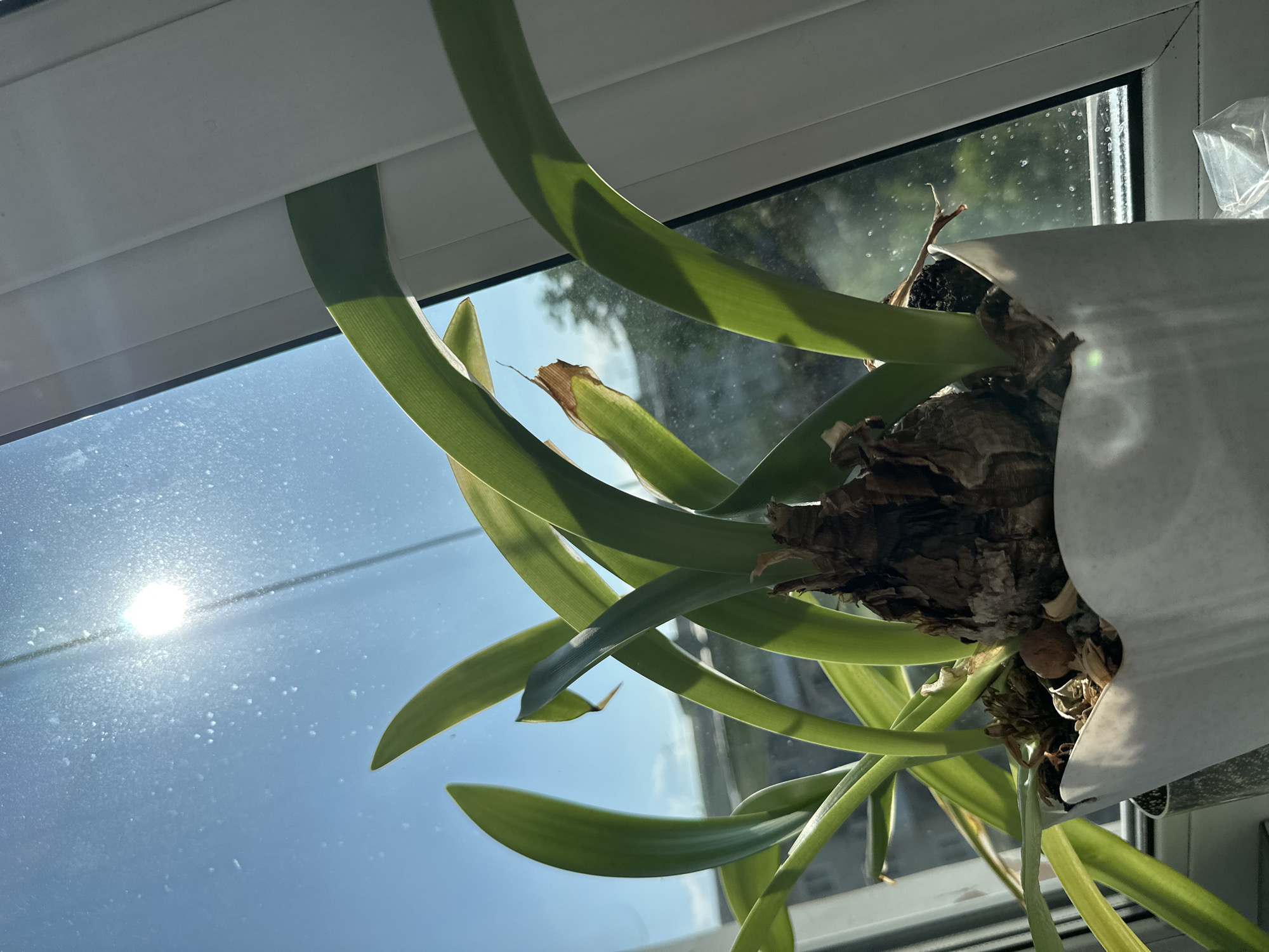 A close-up, low-angle shot shows a potted plant with thick green leaves and a bulbous base on a windowsill. The sun is shining brightly through the window, casting lens flares and highlighting specks of dust on the glass. The window frame is white, and part of a building is visible through the window. The plant's pot is white and has a wavy rim. The scene appears to be indoors, in an urban environment, likely Birobidzhan, Russia, given the sunlight and building visible in the background. No people are present in the image.
