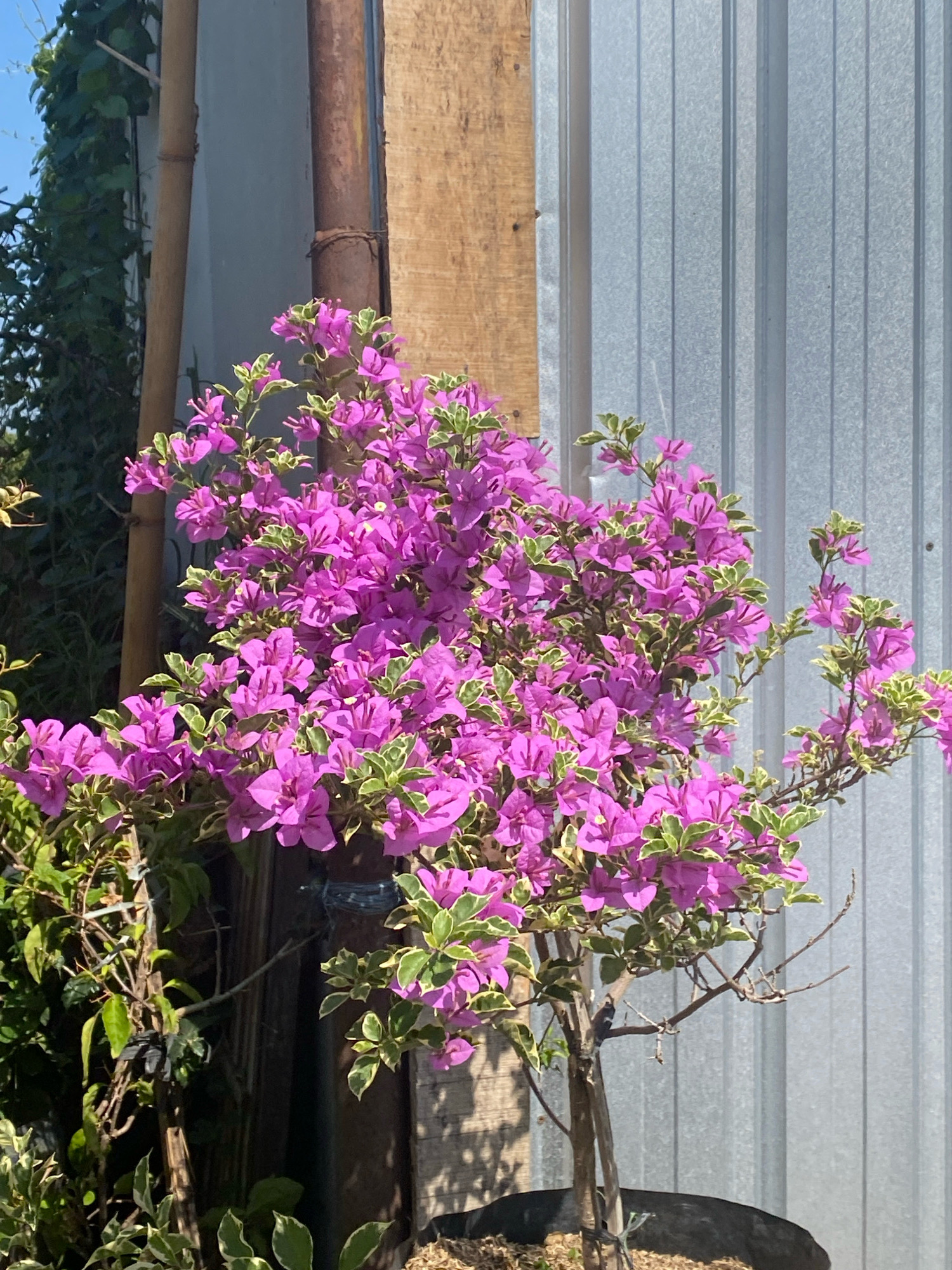 A close-up, eye-level, vertical shot captures a vibrant bougainvillea plant with striking purple bracts and green-edged leaves. The plant is positioned in front of a weathered wooden post and a corrugated metal siding. To the left, a bamboo pole entwined with dark green ivy adds to the rustic backdrop. The lighting suggests a sunny day, casting shadows on the wooden post and creating a bright atmosphere. The bougainvillea is potted, its dark container barely visible at the bottom of the frame. The overall scene conveys a sense of lushness and natural beauty, juxtaposed with man-made structures.