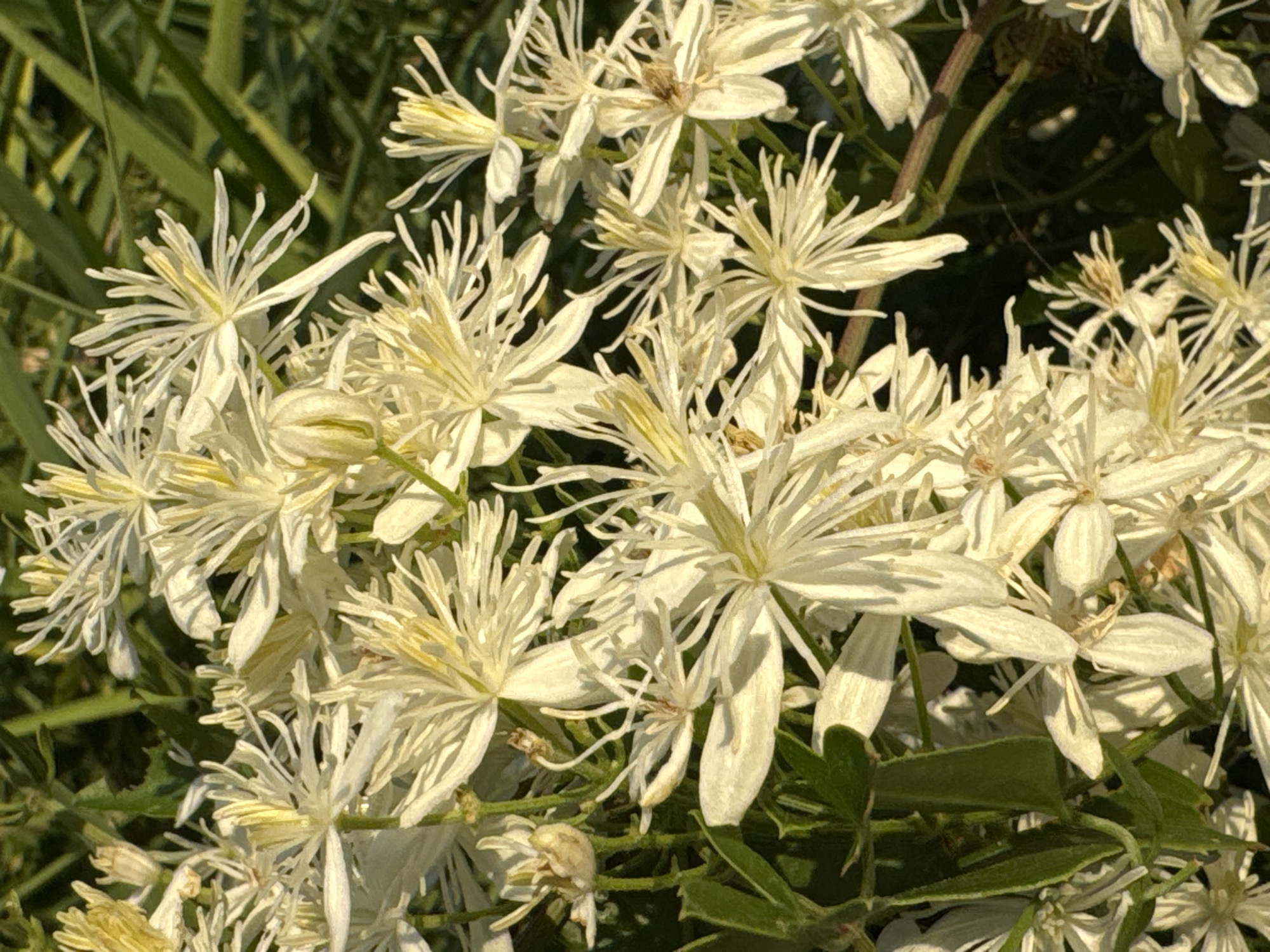 A close-up, eye-level shot captures a cluster of delicate white flowers with yellow centers and thin, spiky petals, set against a blurred green background of foliage and possibly grass. The lighting suggests it is daytime, with shadows indicating the sun's position. The flowers appear to be wild and are densely packed together, with some slightly out of focus, creating a shallow depth of field. No people or animals are visible in the image. This scene is located in Rafailovići, Montenegro.