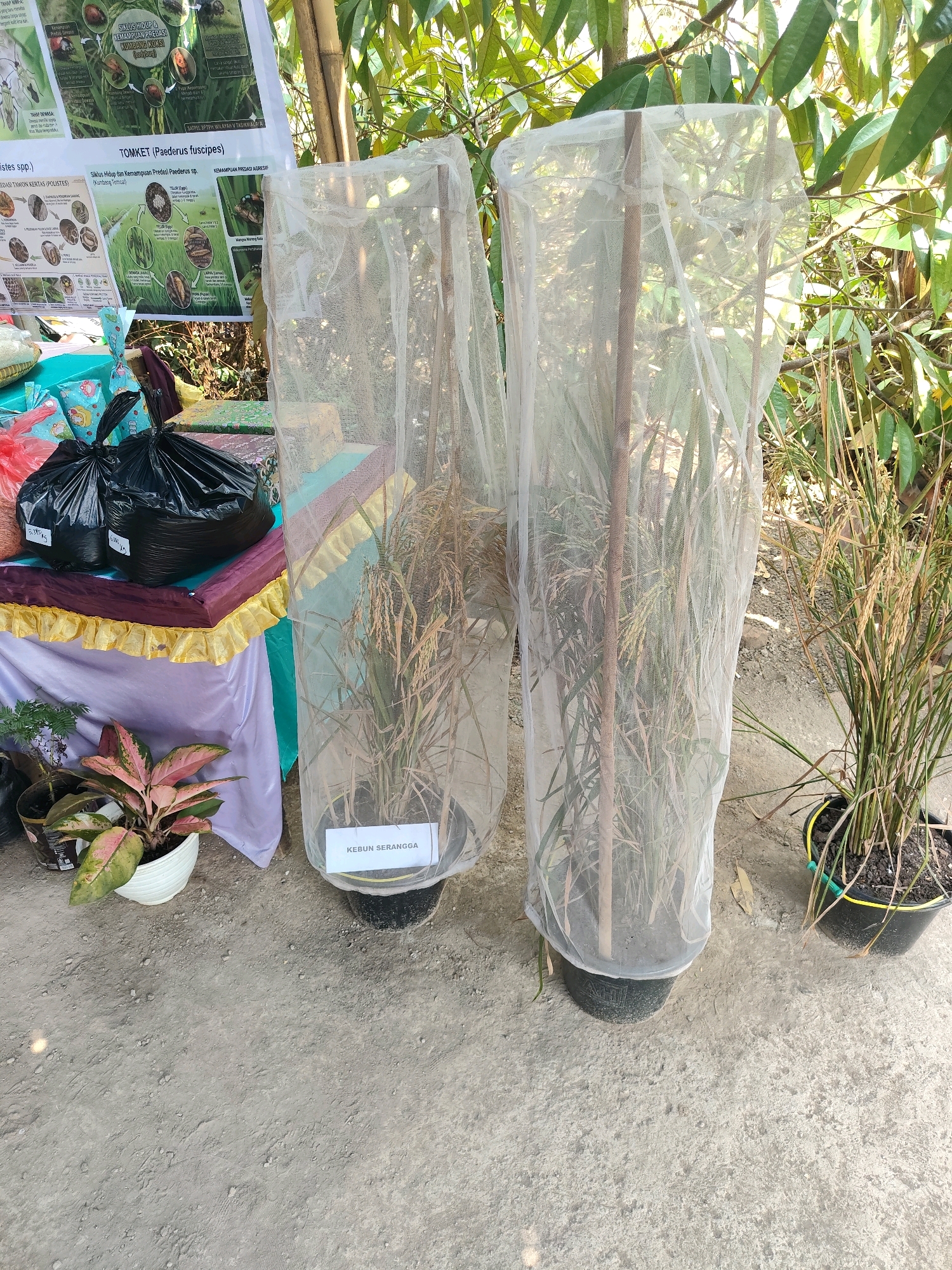 The image depicts an outdoor scene in Karyamukti, Indonesia, likely at an agricultural or educational exhibit. Two potted plants, resembling rice stalks, are covered with sheer white netting, each supported by wooden stakes. One pot has a label that reads "KEBUN SERANGGA". To the left, a table is draped with colorful fabric and displays black plastic bags, possibly containing harvested produce or exhibition materials. A smaller potted plant with variegated leaves sits on the ground in front of the table. In the background, lush green foliage suggests a tropical environment, with the presence of bamboo poles and the general lighting indicating daytime. The ground is a mixture of dirt and gravel.