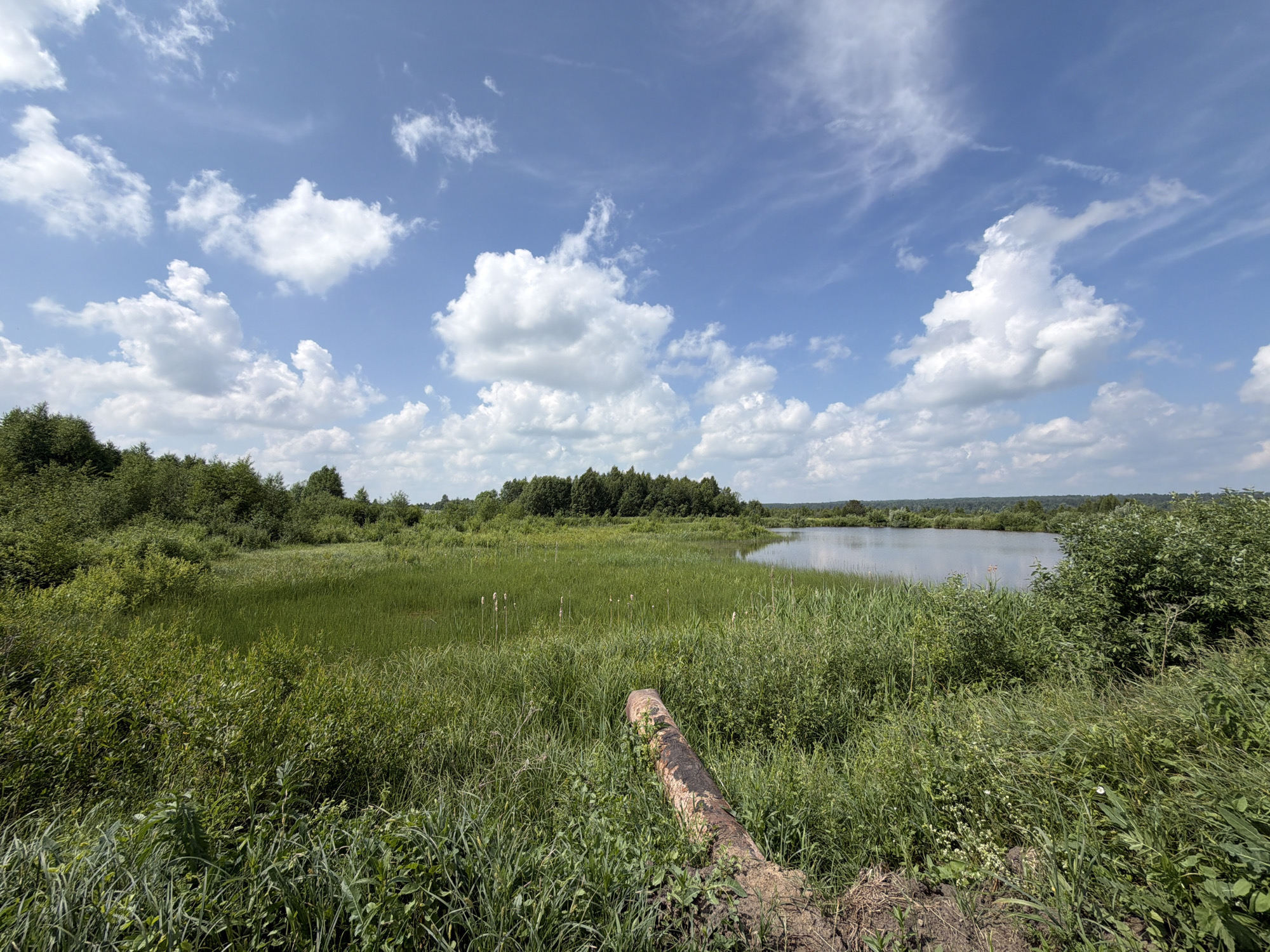 The image shows a wide, scenic view of a natural landscape. In the foreground, a fallen, weathered log lies across dense green grass and vegetation, partially obscuring the view. The middle ground is dominated by a lush, green marshy area with tall reeds and other aquatic plants, extending towards a calm body of water. A dark line of trees forms a dense backdrop on the far side of the water, with a hazy, forested horizon in the distance. The sky above is a vibrant blue, dotted with scattered white, fluffy cumulus clouds. The overall scene suggests a tranquil, undeveloped natural environment. The location is identified as Gushchino, Russia.