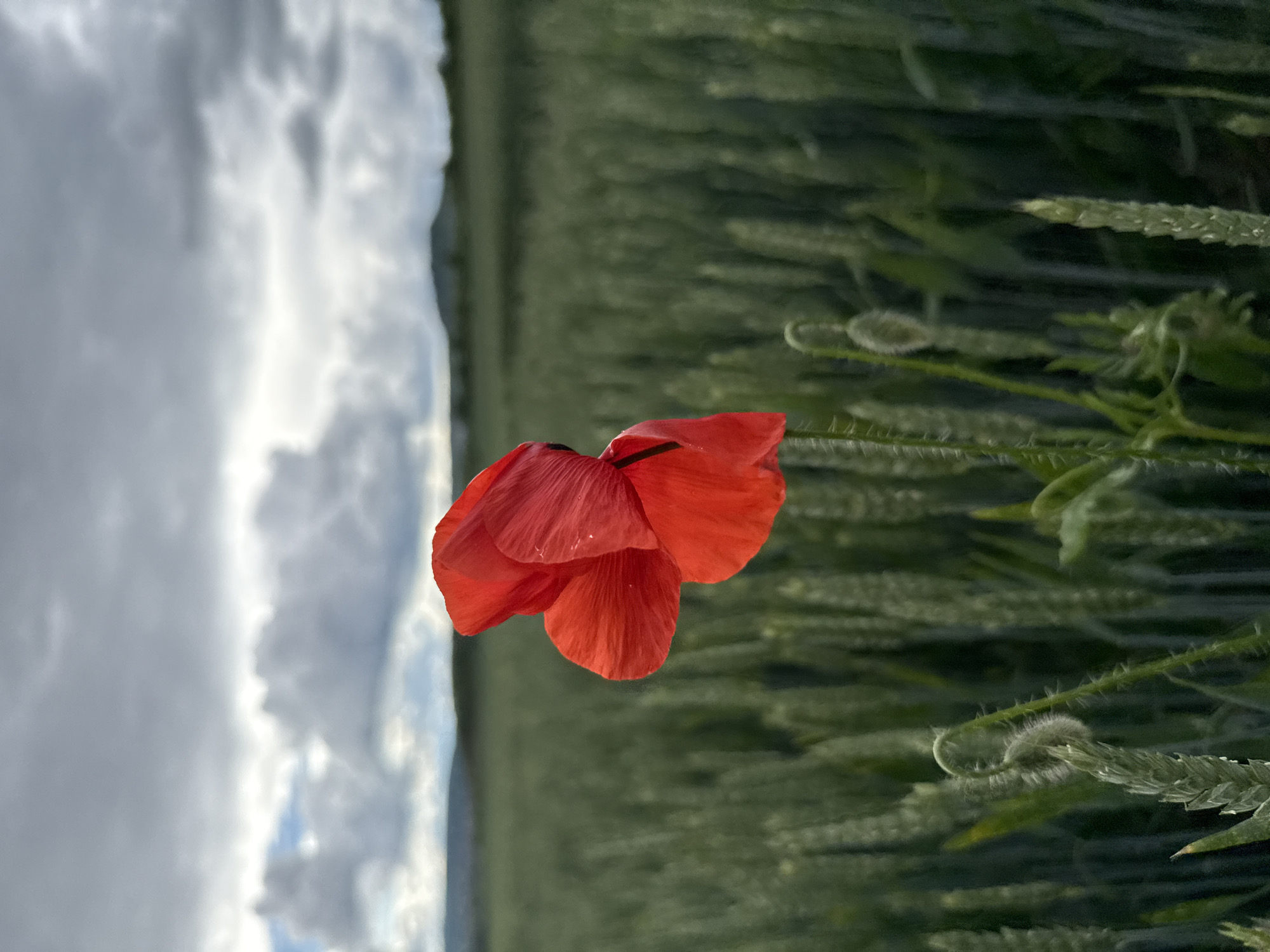 The image depicts a red poppy flower in focus, with a field of unripe wheat stalks forming the background to the right. To the left, the sky is visible, featuring grey and white clouds. The location is Strazhitsa, Bulgaria.