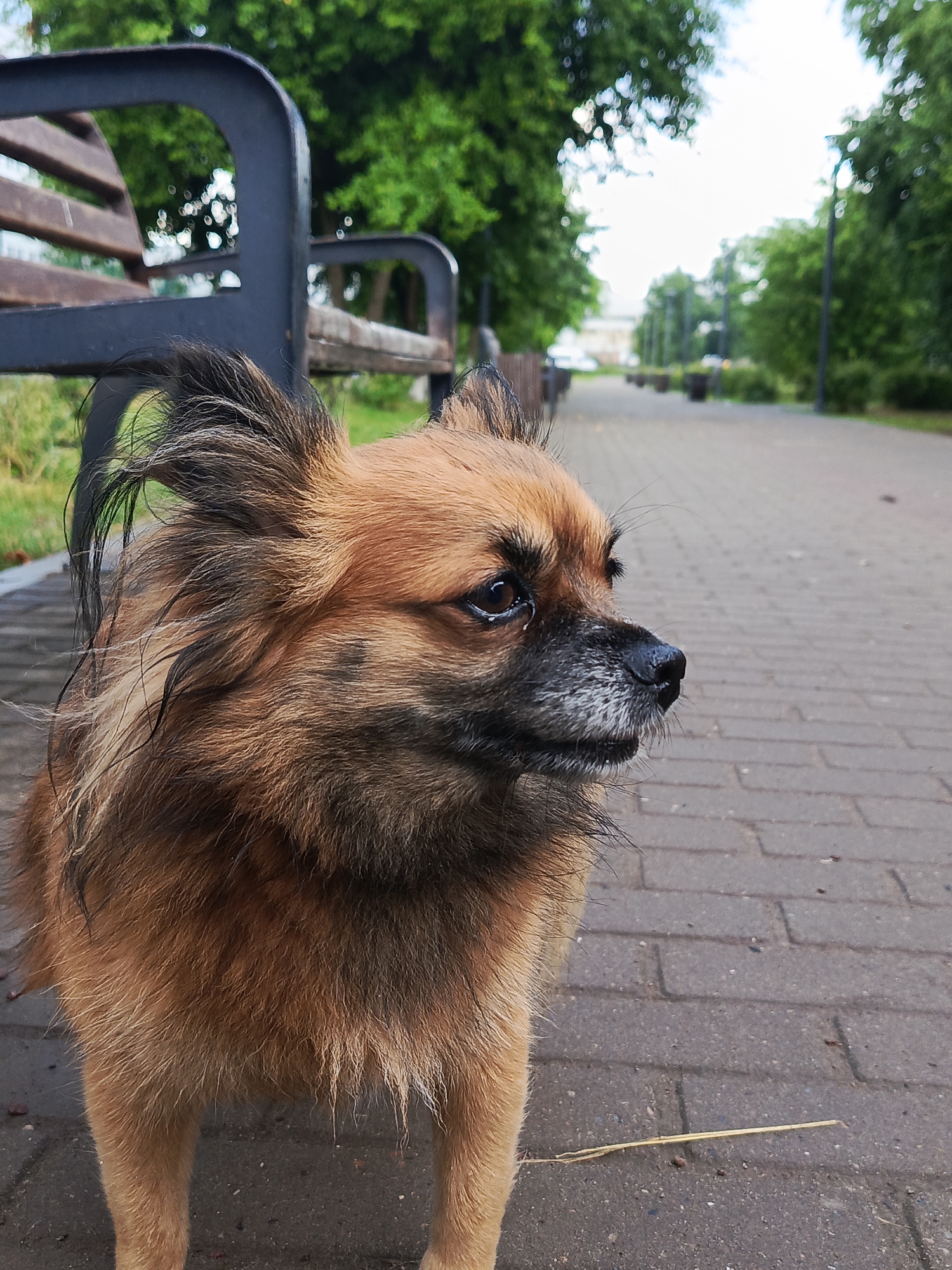 A small, tan and black dog with shaggy fur stands on a paved walkway in a park in Chaikovsky, Russia. The dog is facing to the right of the frame and looking slightly down. Its fur appears wet and matted. In the background, there is a dark metal park bench, green trees, and streetlights. The walkway is made of grey pavers. The scene is outdoors and appears to be during the day.