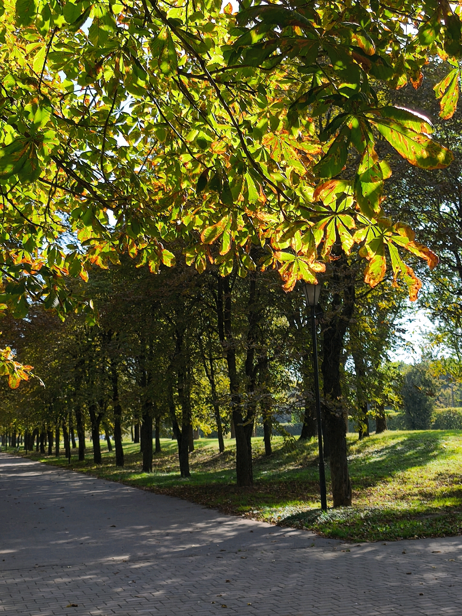 The image shows a park in the city of Mahilyow, Belarus during autumn. A paved path, made of grey interlocking bricks, leads diagonally from the bottom left towards the upper right. To the right of the path, a grassy slope is illuminated by sunlight, casting dappled shadows from the trees lining the path. Several trees are visible, with some leaves beginning to change color, displaying shades of green, yellow, and brown. A lamppost stands near the center of the image, between the path and the grassy area. In the background, more trees form a dense line, creating a park-like setting. The overall scene depicts a serene, sunlit autumn day in a public park.