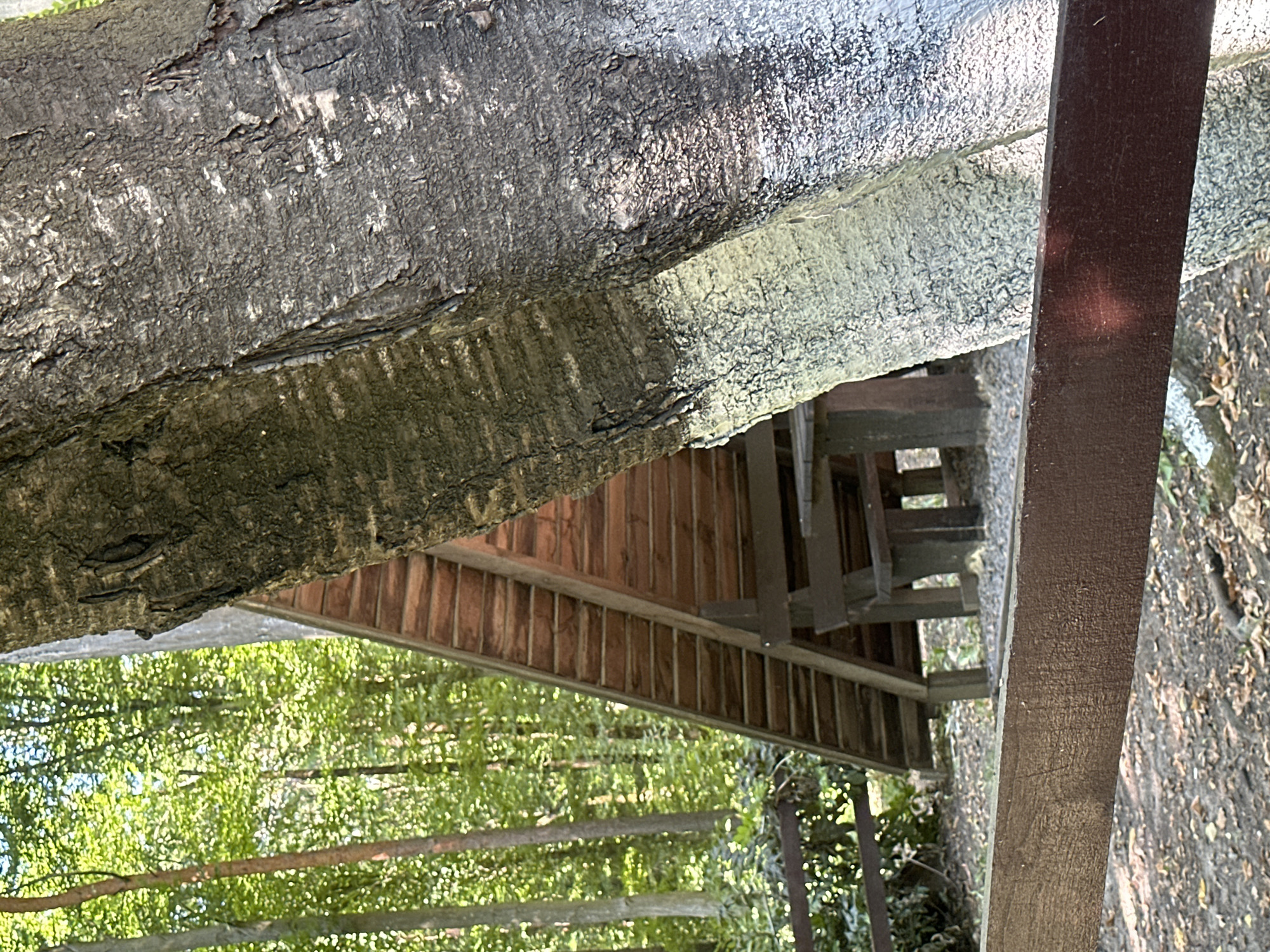 The image shows a triangular wooden shelter with a picnic table and benches inside, located in a forest. A large tree trunk is in the foreground, partially obscuring the shelter. The ground is covered with fallen leaves and dirt. The background consists of green trees and foliage. The scene appears to be outdoors in a natural setting, possibly a park or recreational area, in the city of Shatava, Ukraine. There are no people visible in the image.