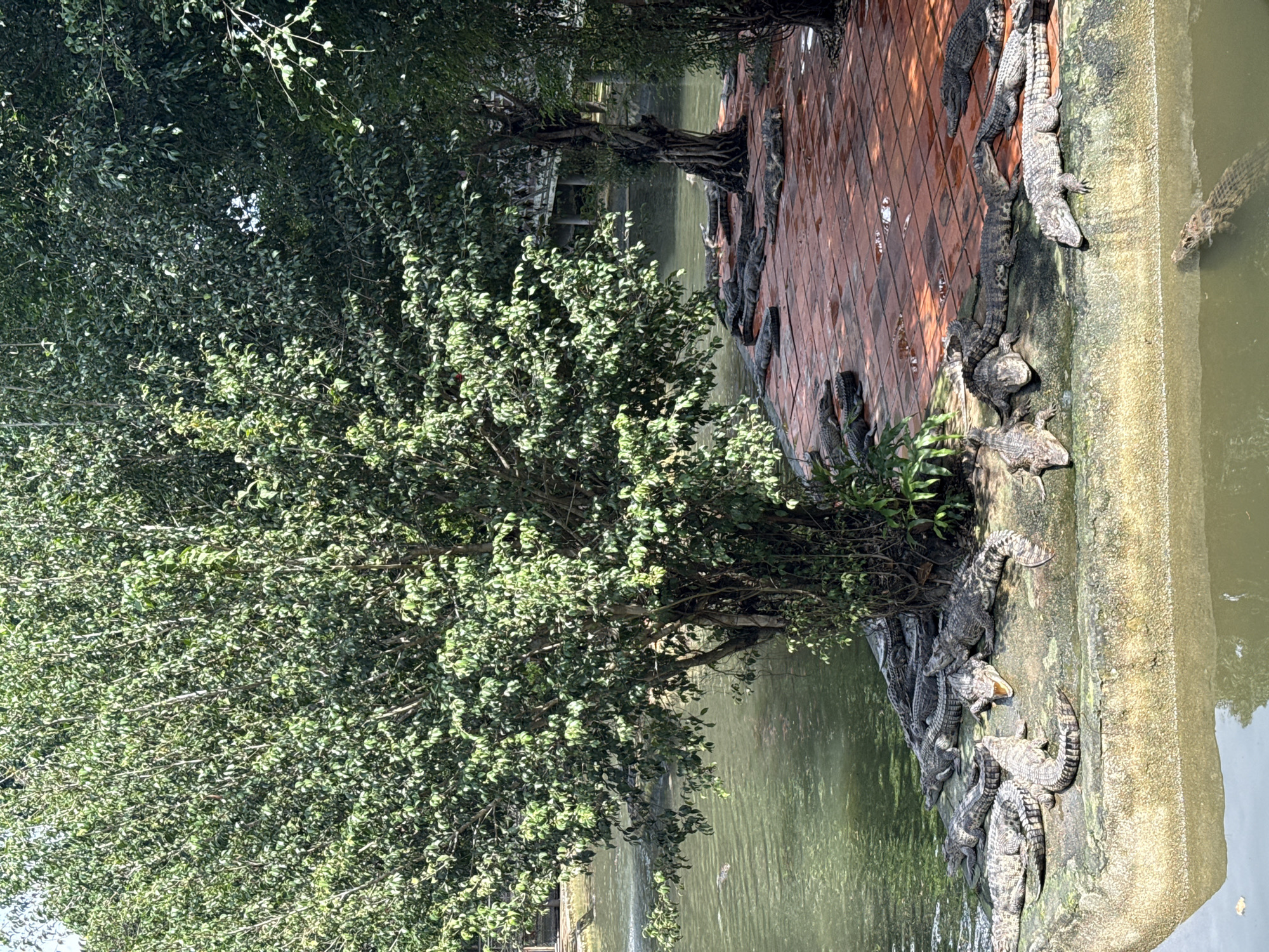 This image shows a group of alligators basking in the sun on a stone ledge and a red tiled platform next to a body of water. The environment appears to be an outdoor enclosure, possibly a zoo or wildlife park, in Khanh Vinh, Vietnam. Lush green trees with dense foliage provide shade in the background. Several alligators are visible on the stone ledge in the foreground, some lying down and others in a more active pose. Another group of alligators is seen on the tiled platform, also sunning themselves. The water in the foreground reflects the sunlight, and some ripples are visible. The overall scene is calm and naturalistic, with the alligators appearing to be at ease in their surroundings.