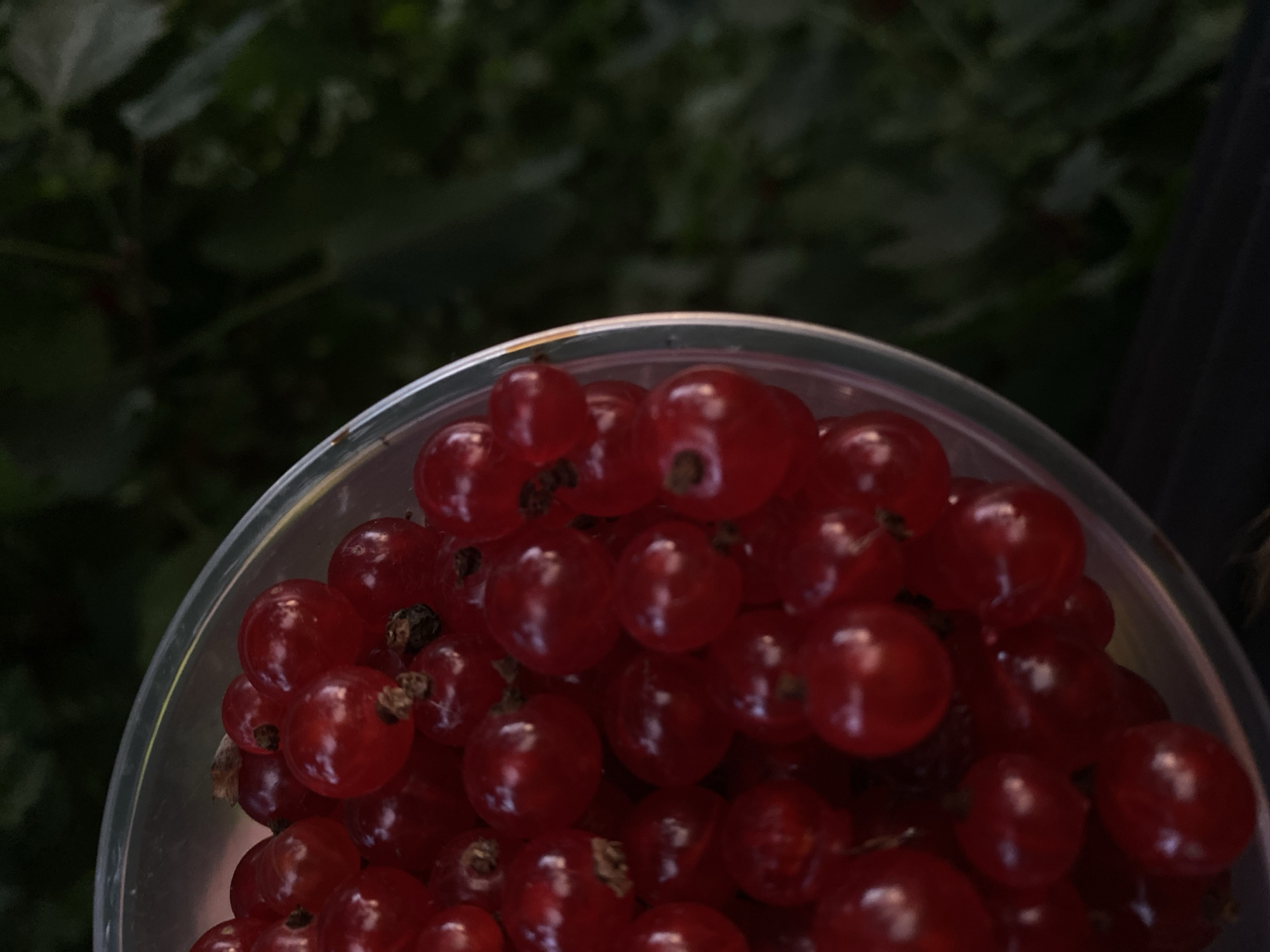 A close-up, high-angle shot shows a clear plastic container filled with red currants. The container is positioned in the lower left of the frame, with the currants overflowing from it. The background consists of dark green foliage, suggesting an outdoor setting. The lighting is somewhat dim, with some highlights on the shiny surface of the currants. There are no people or animals visible in the image. The scene appears to be a still life of fresh fruit, likely in a garden or natural environment. There is no indication of the location being in the city of Balashikha, Russia, as no landmarks or specific environmental cues are present to suggest this.