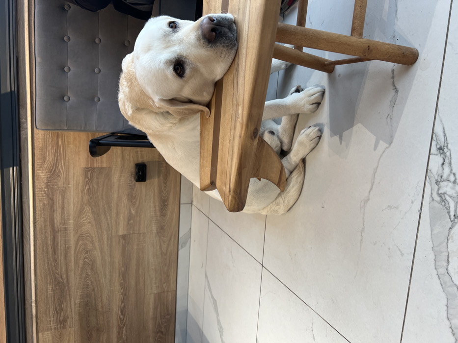A white Labrador Retriever lies under a wooden chair. The dog's head rests on the chair's seat, paws crossed in front. The floor is tiled with white marble. Wood flooring is visible to the left, along with a gray, tufted chair. The lighting is bright, creating clear shadows.