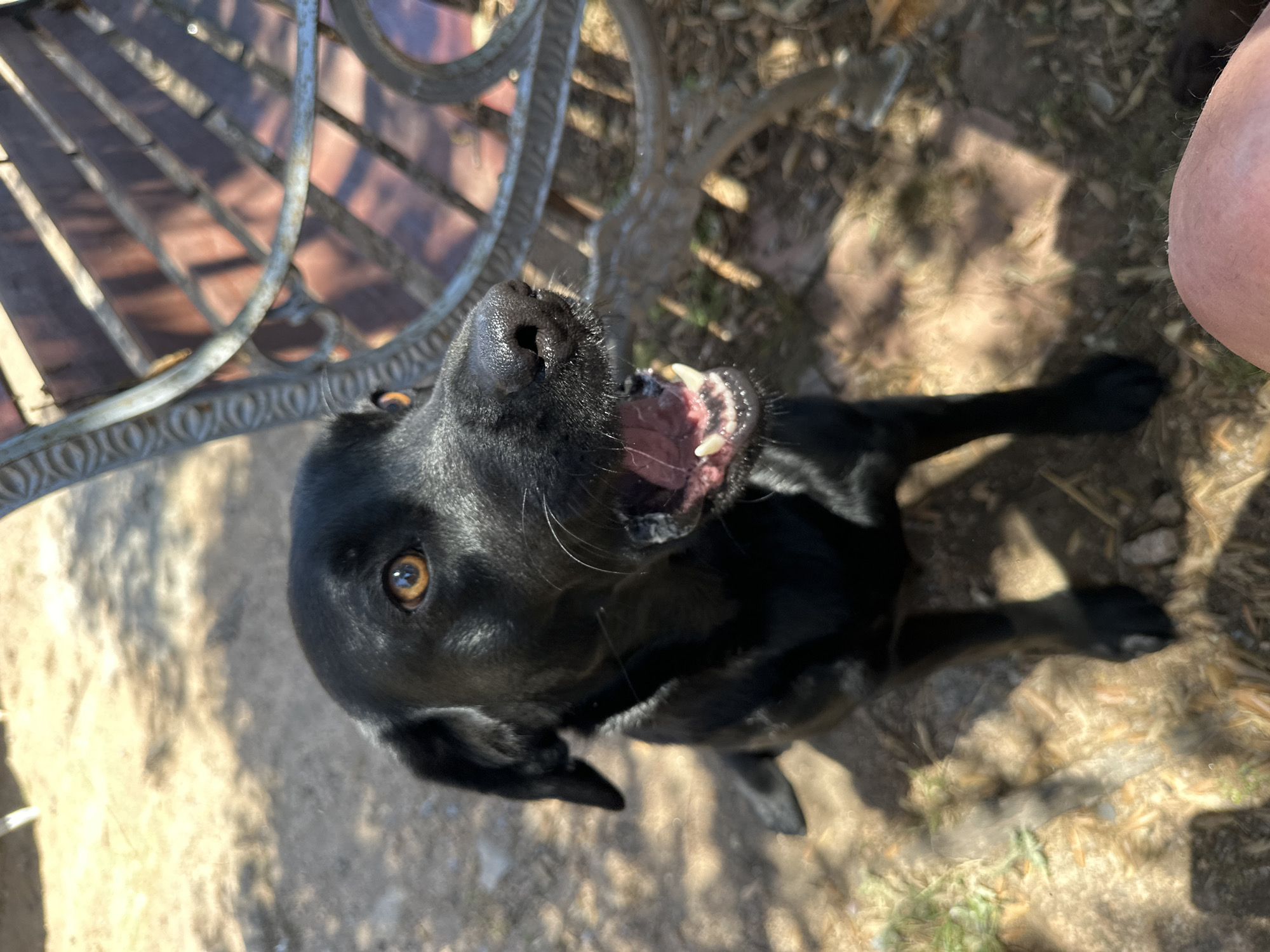 A black Labrador dog is sitting on the ground outdoors, with its mouth open and tongue visible. The dog is looking to its right with its amber eyes. In the background, a dark metal bench with wooden slats is visible. The ground is covered with dirt, dry grass, and some shadows, suggesting a sunny day. A person's leg is visible in the lower right corner of the frame. The scene appears to be in a park or a backyard in Sant Feliu de Guíxols, Spain.